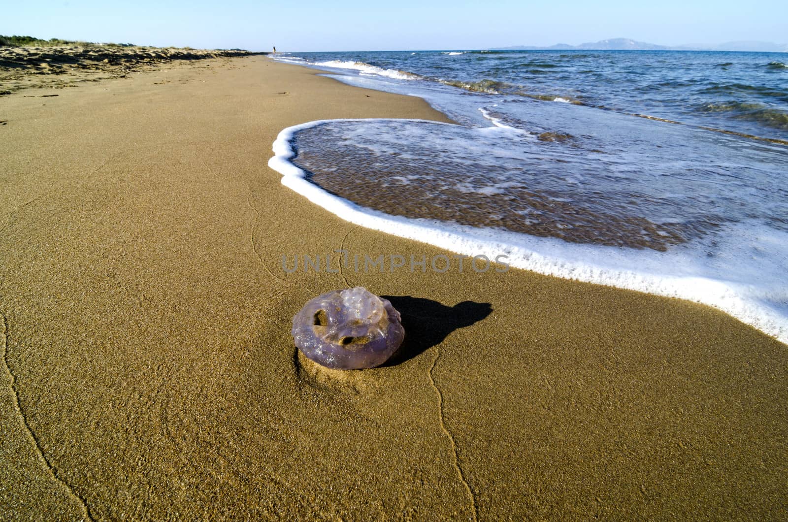 Jellyfish washed up on a sandy beach.