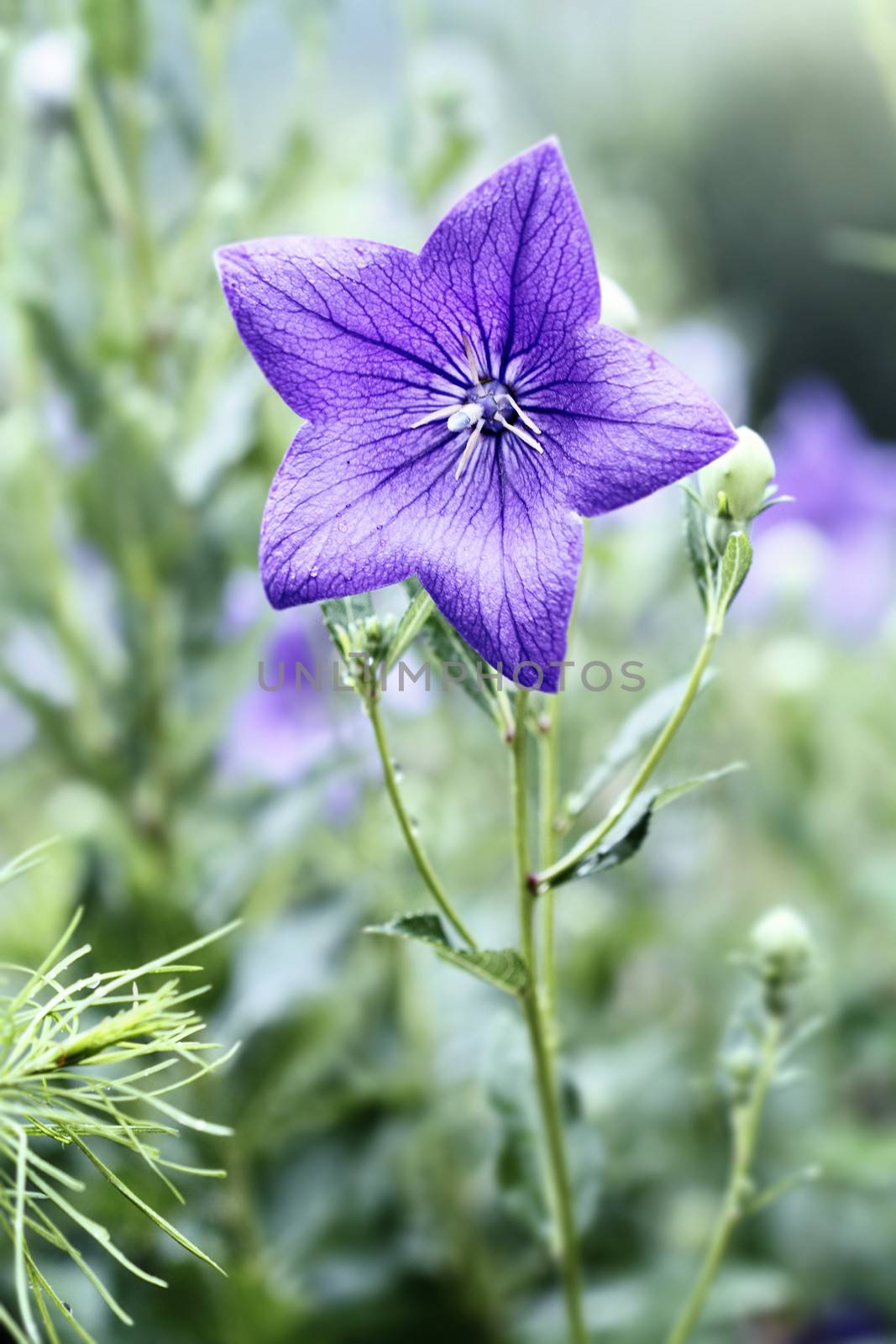 Close up of a beautiful Balloon Flower.