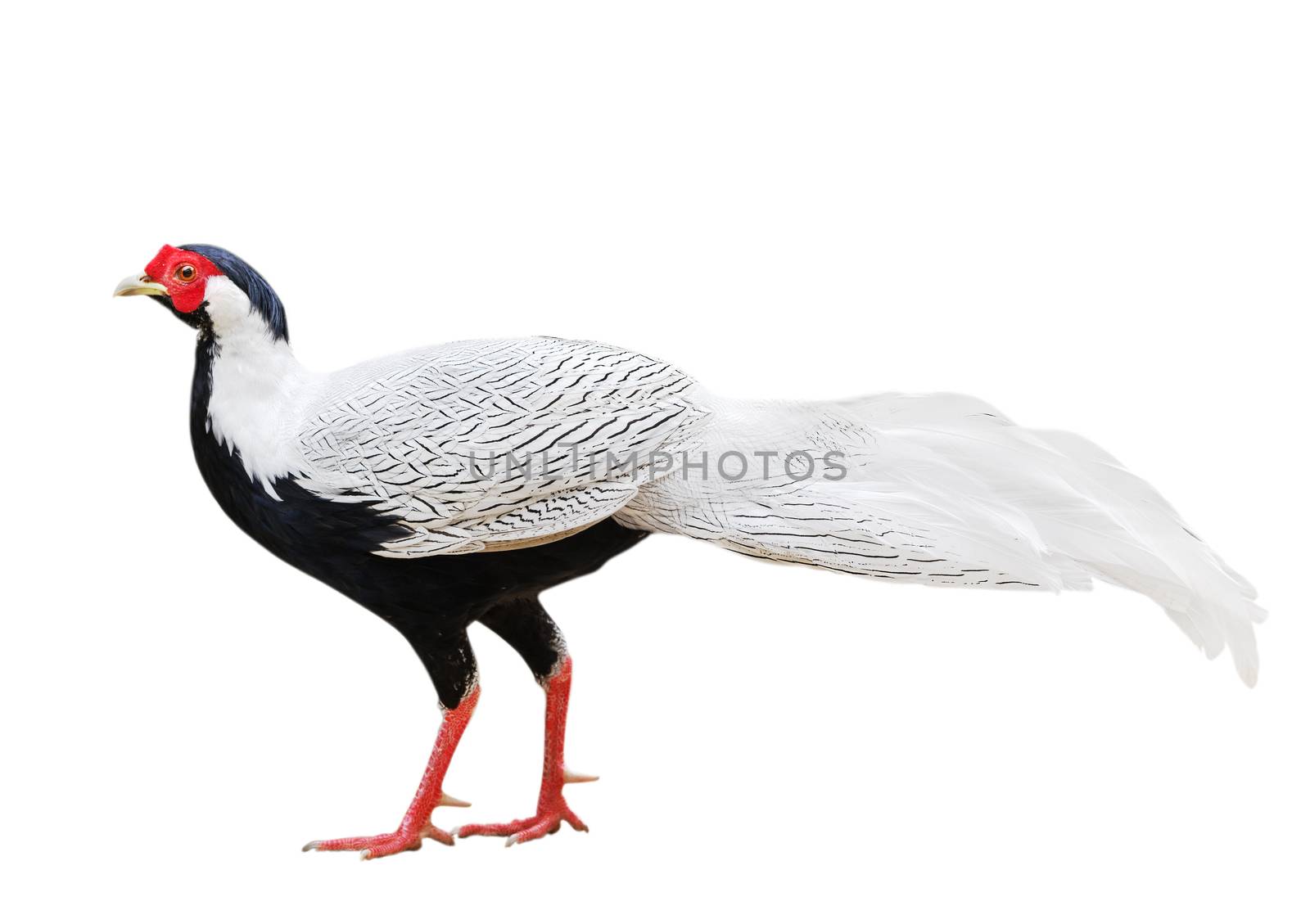 Silver pheasant (Lophura nycthemera) by iryna_rasko