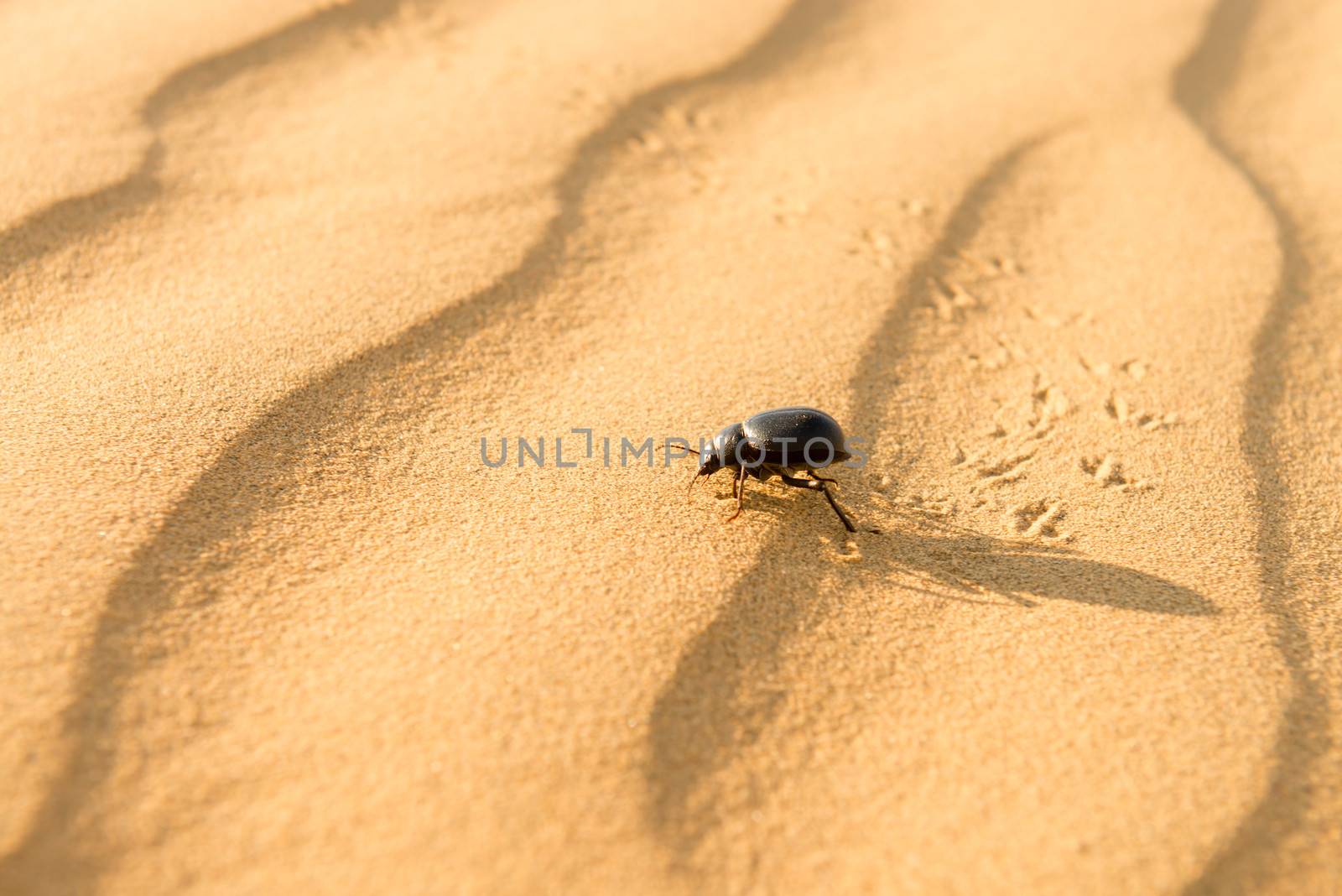 Running scarab on sand dunes in desert at sunset. Thar desert or Great Indian desert.