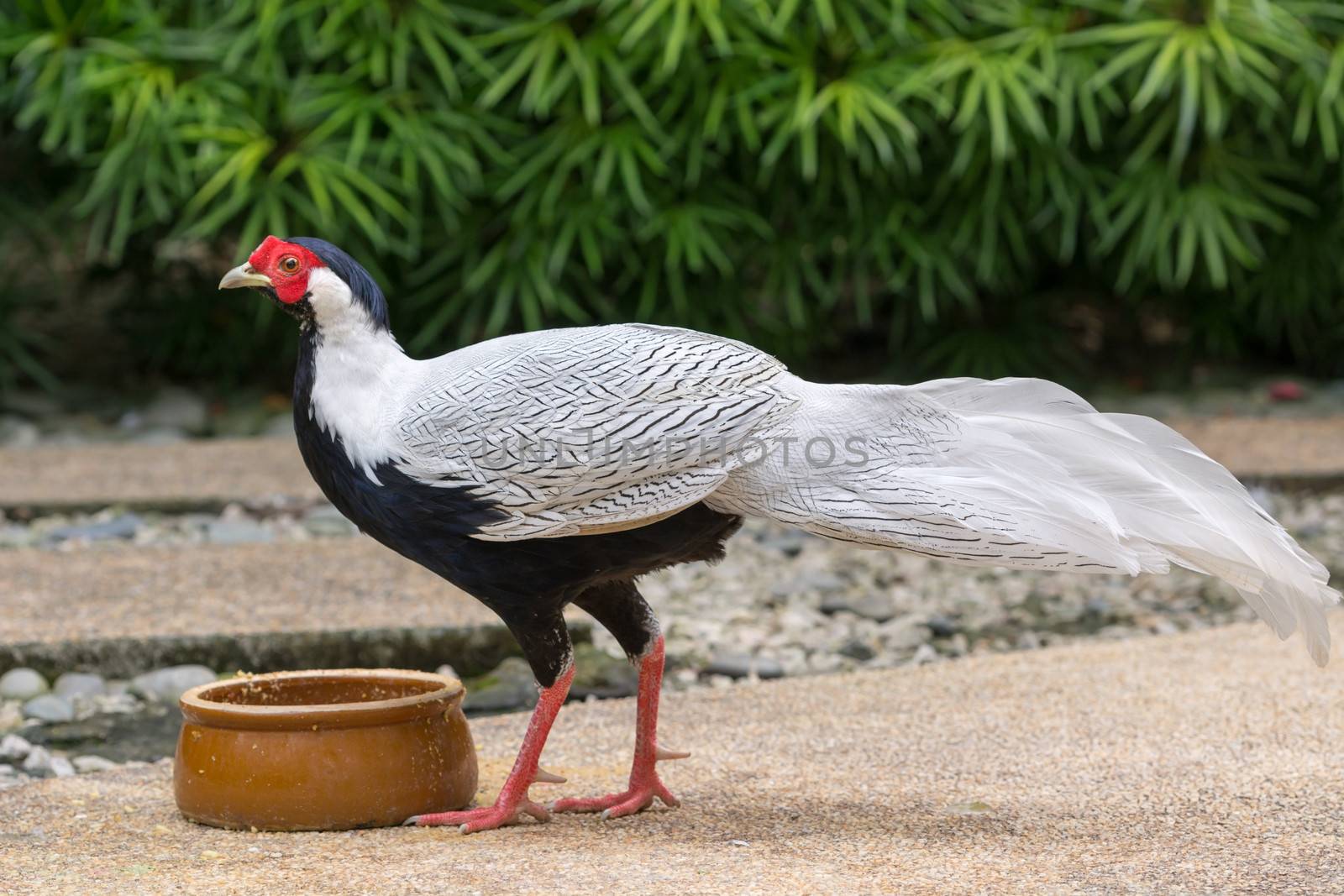 Male silver pheasant (Lophura nycthemera) near feeder and with green plants on background