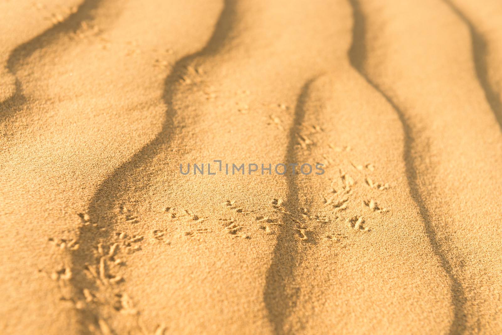 Running scarab on sand dunes in desert at sunset. Thar desert or Great Indian desert.