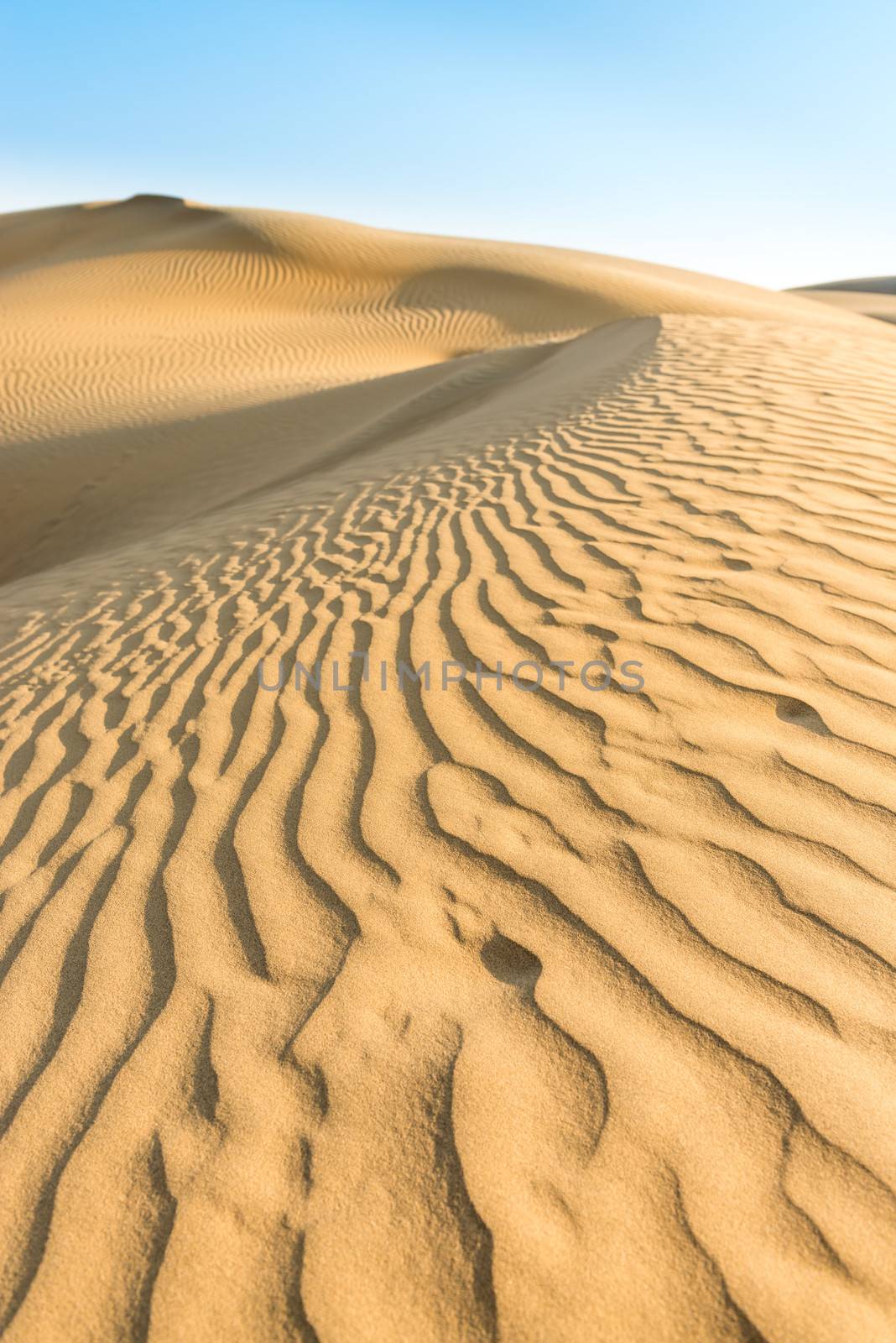 Gold sand dunes in desert at sunset under clear blue sky