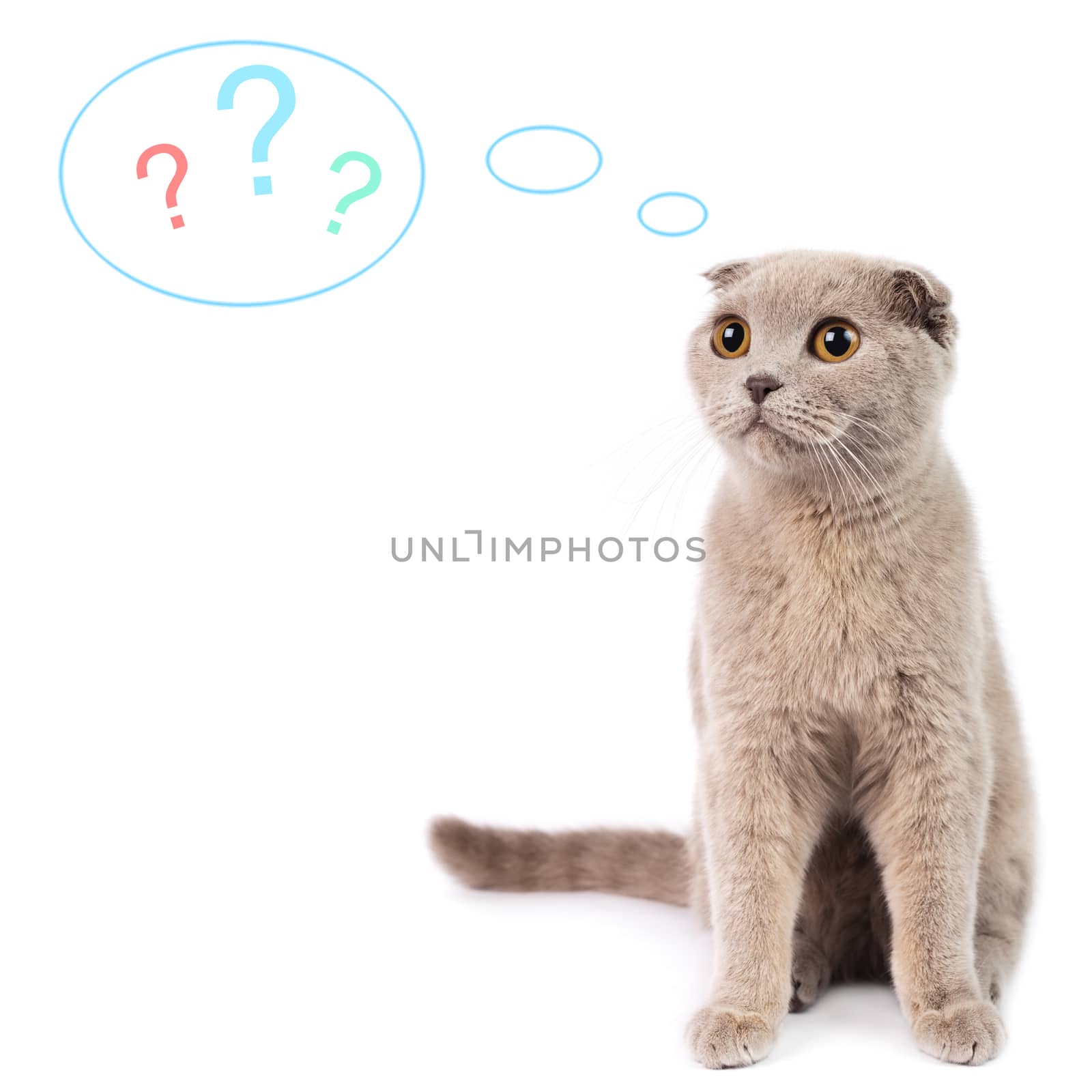 Portrait of dreaming  scottish fold cat on a white background . Studio shot.