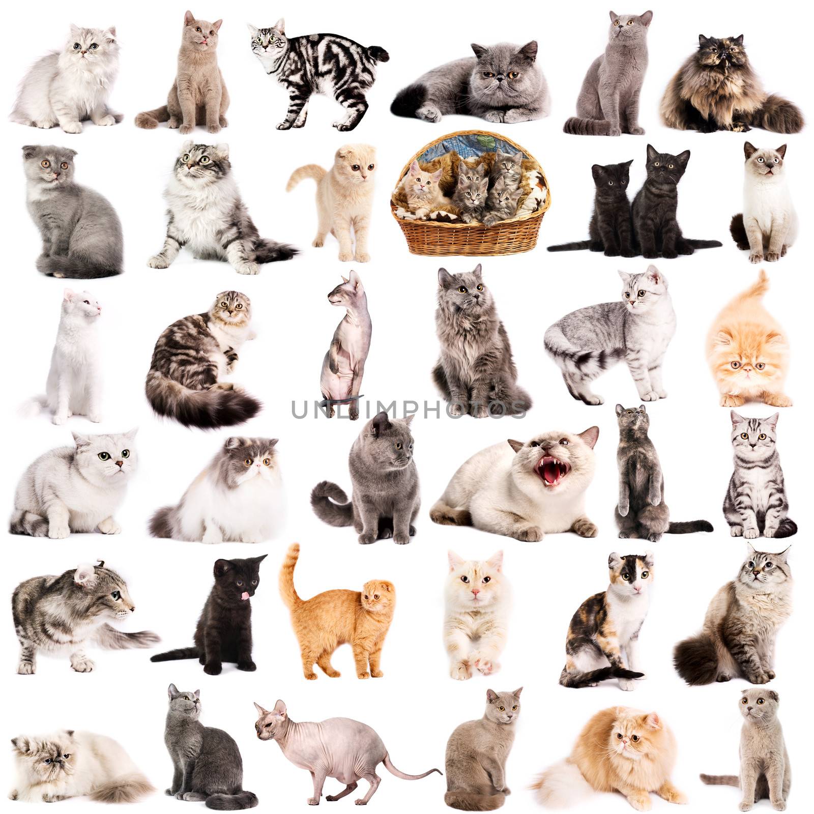 Group of 36 cats breeds in front of a white background 