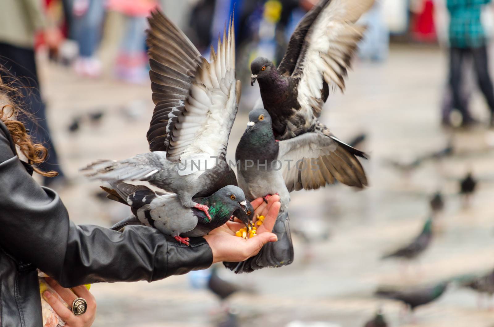 Pigeons Eating from Hand by jkraft5
