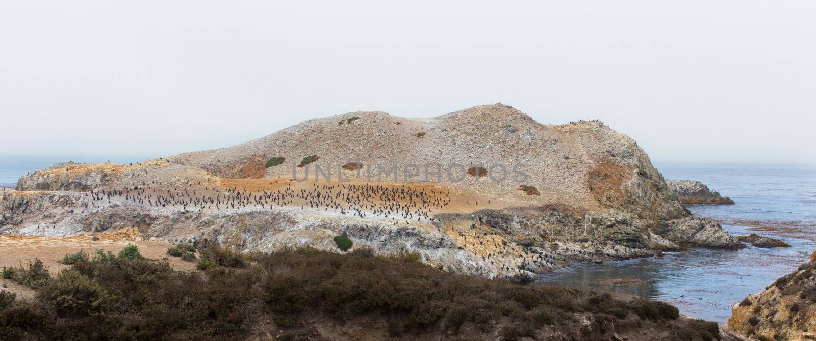 Brandt's Cormorants on Bird Island at Point Lobos