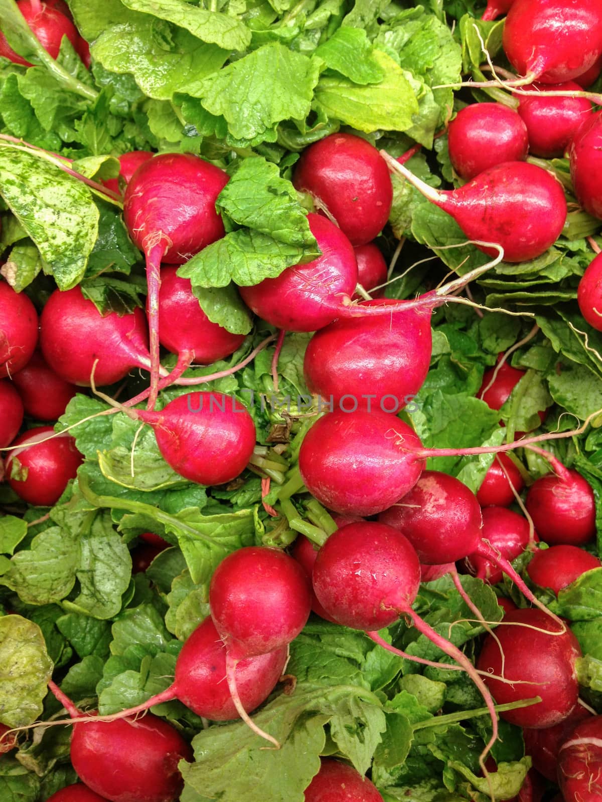 A Fresh Bunch of Radishes Ready to Eat