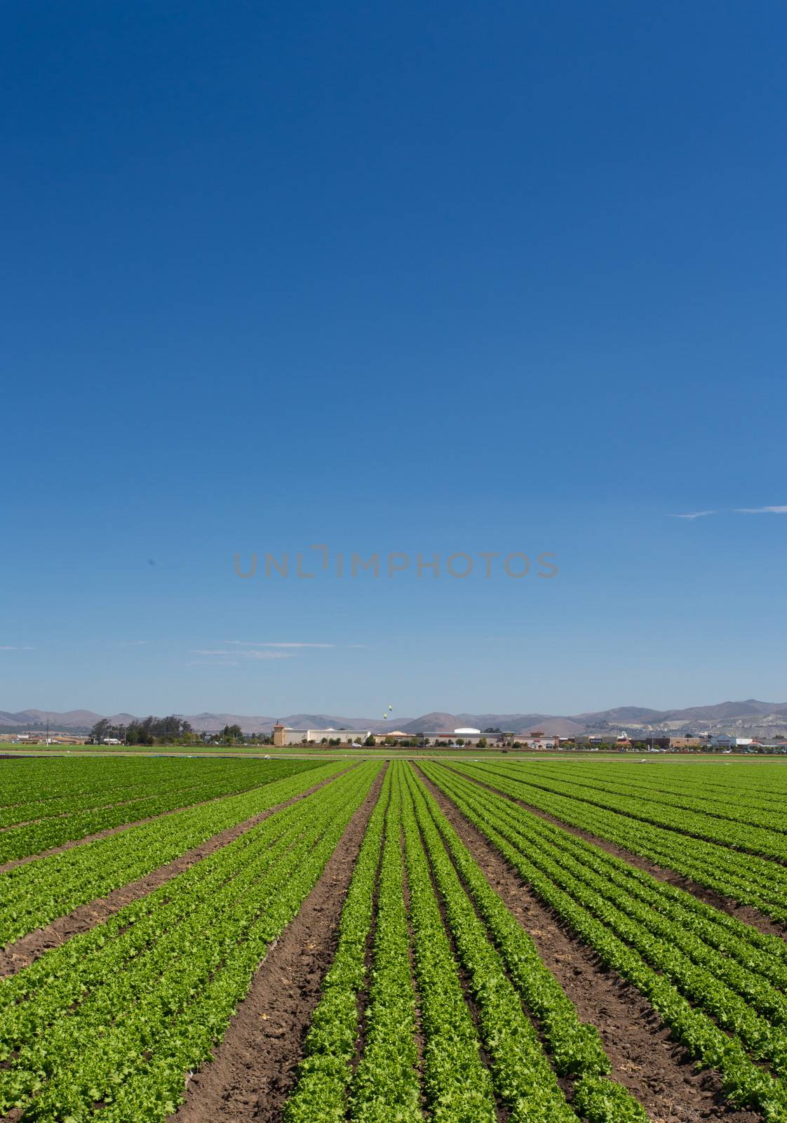 Panoramic Vertical  View of Newly Planted Lettuce Field in Salinas, California