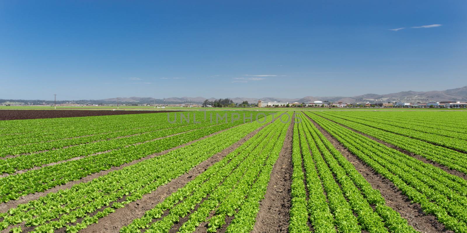 Panoramic View of Newly Planted Lettuce Field in Salinas, California