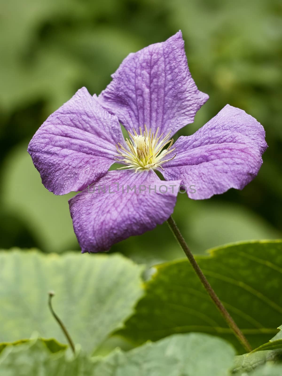 Clematis flower close up by qiiip