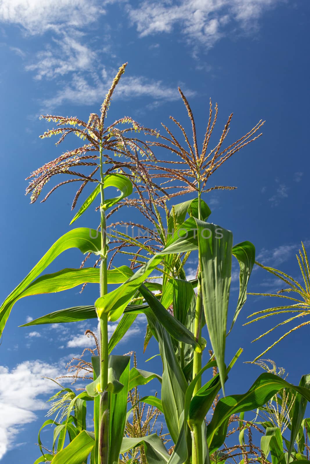 Tall Sweet Corn Field Ready to Harvest