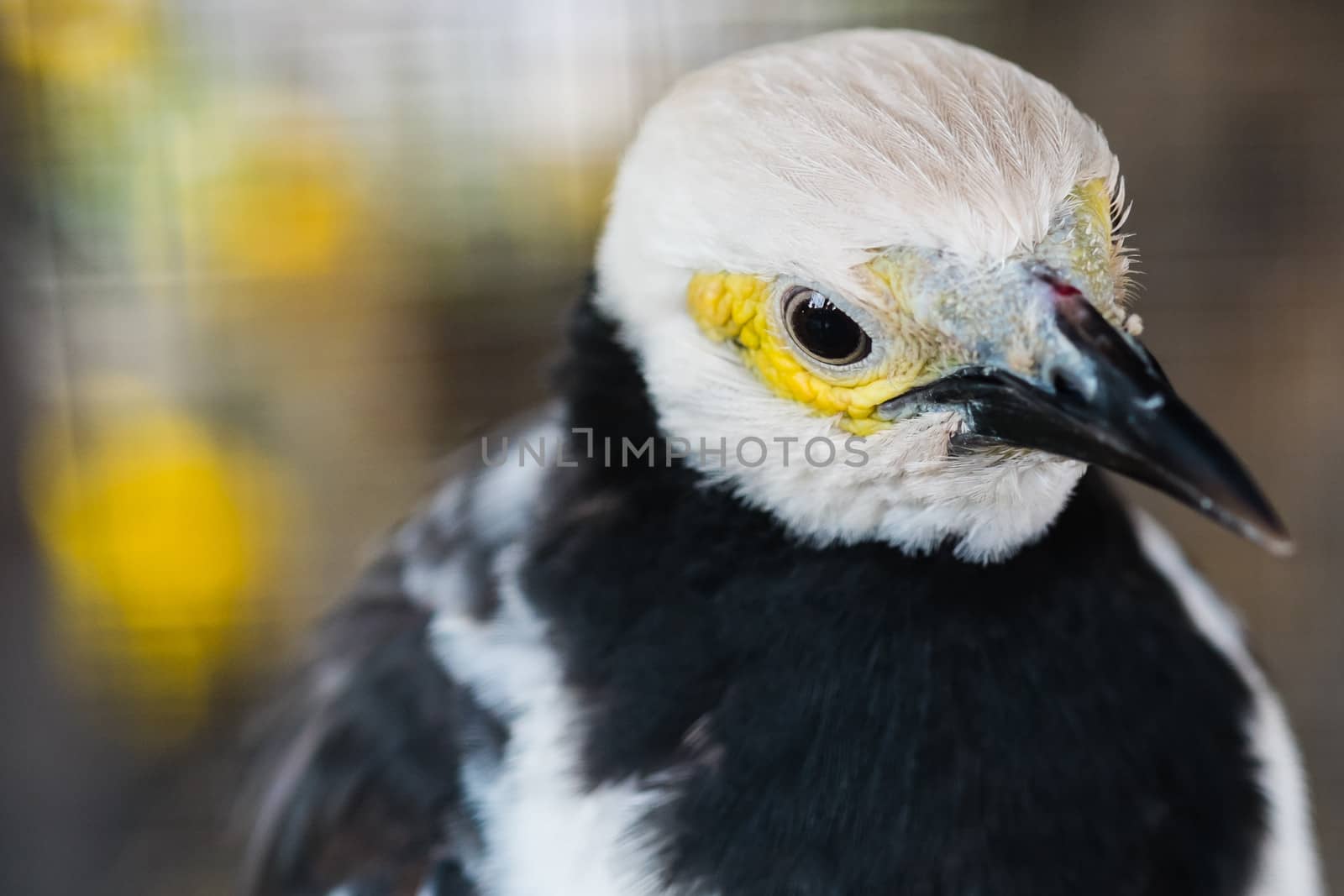 eye of bird with blur background
