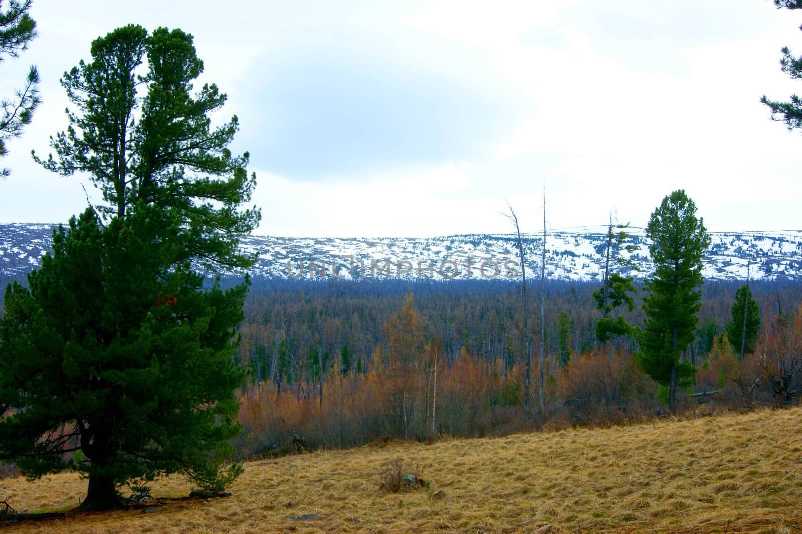 Springtime in mountain