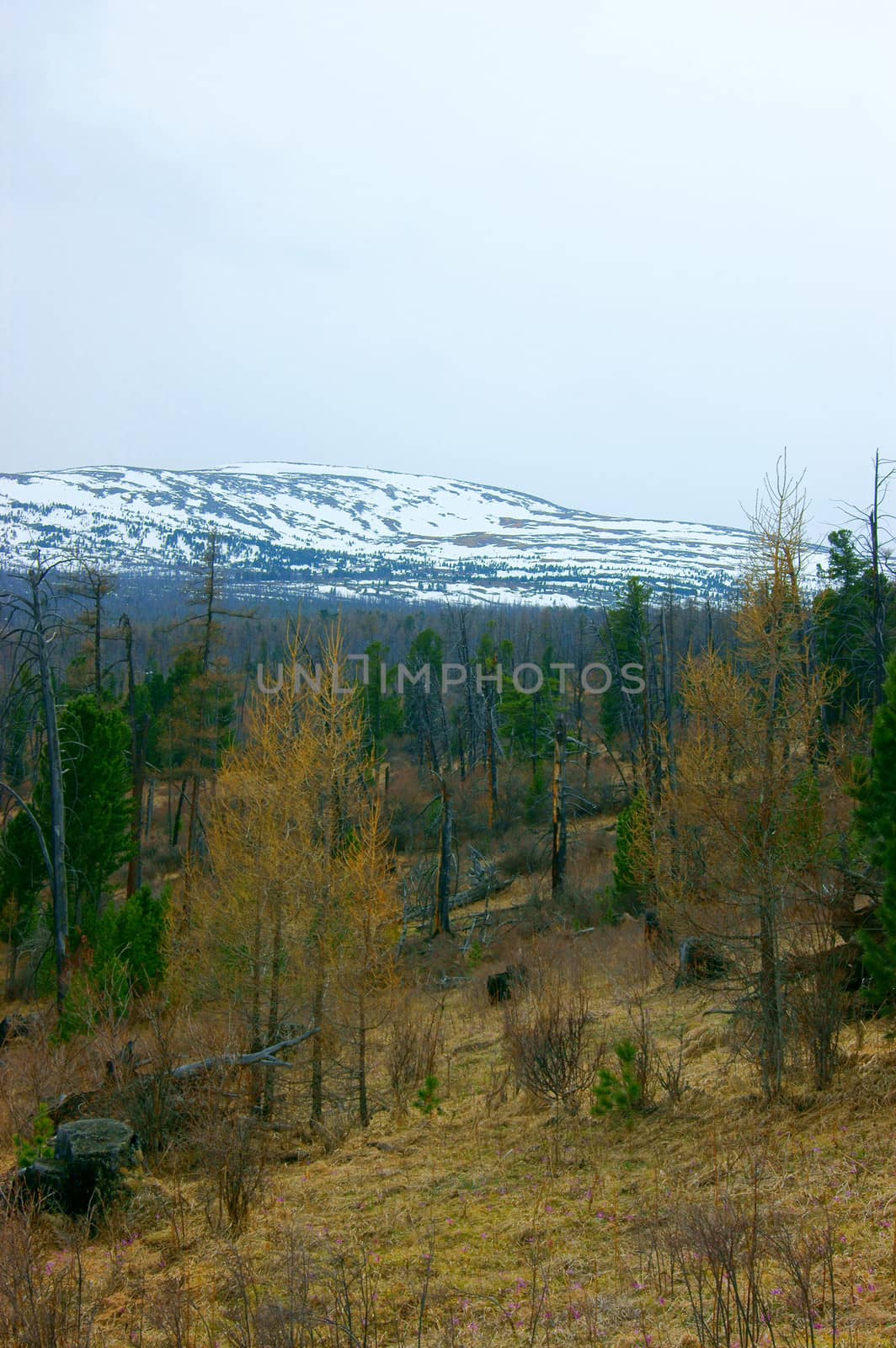 High mountains and wood by springtime