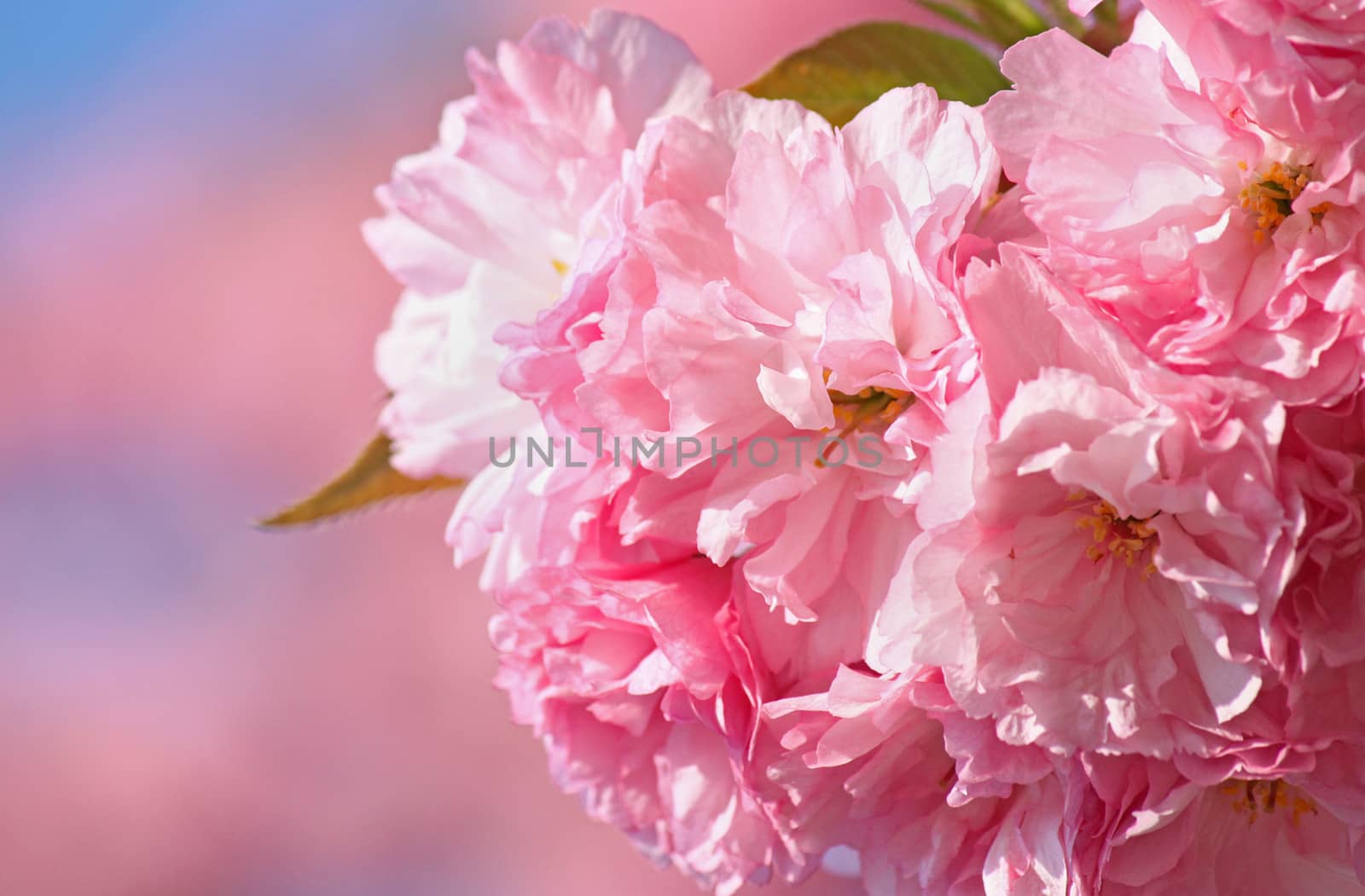 japanese cherry blossom by romantiche