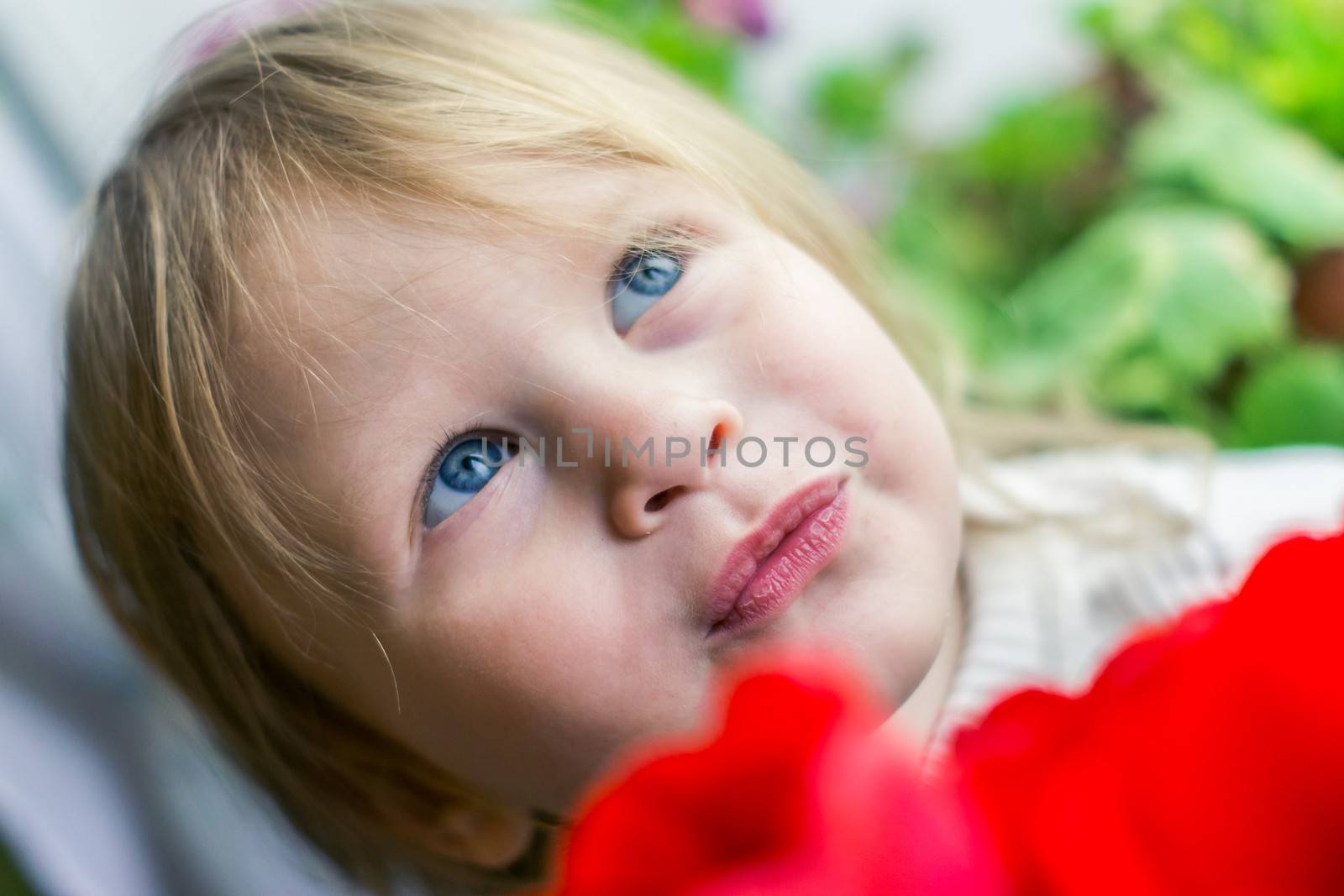 beautiful baby of red tulips by natochka