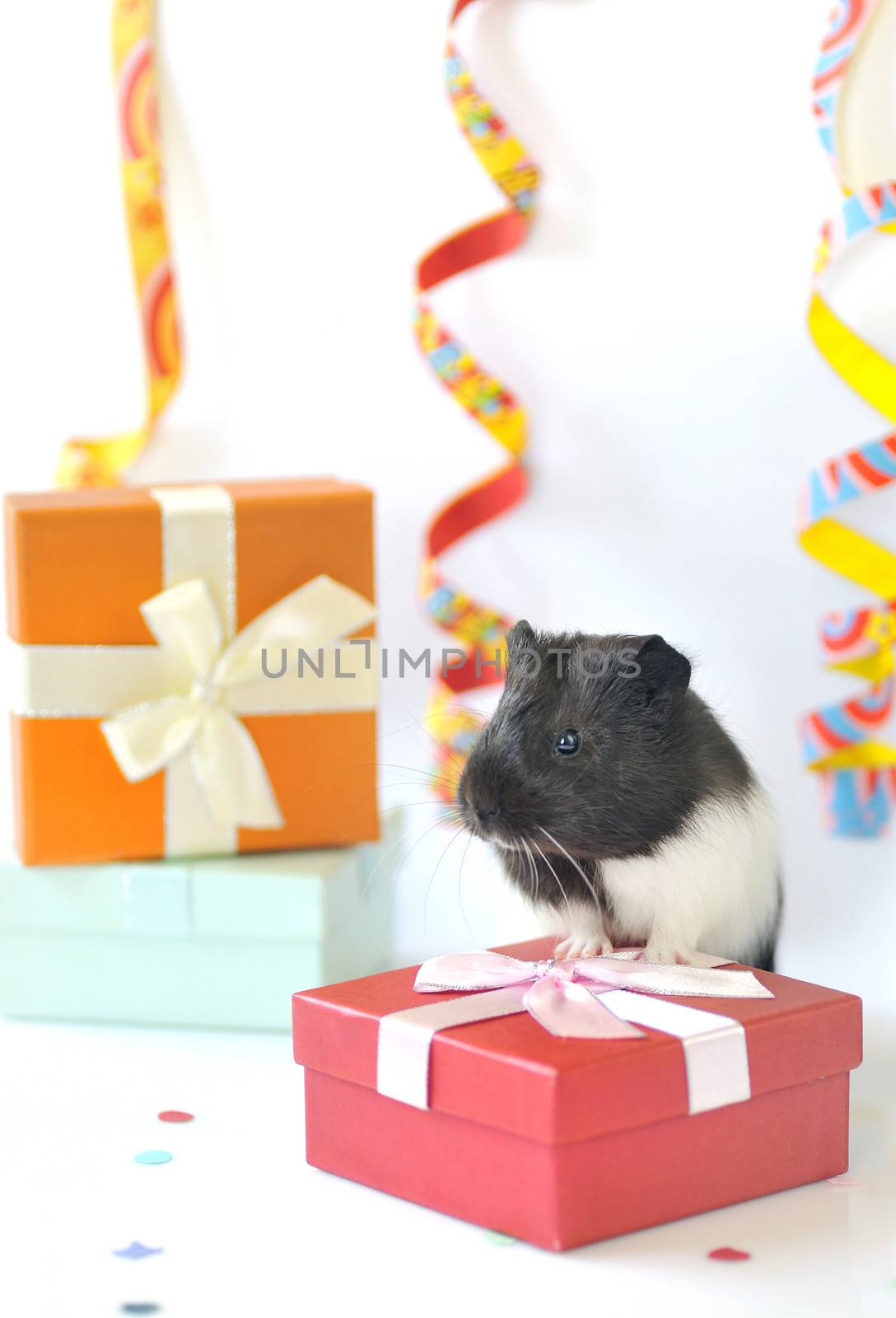 guinea pig and gifts by mady70