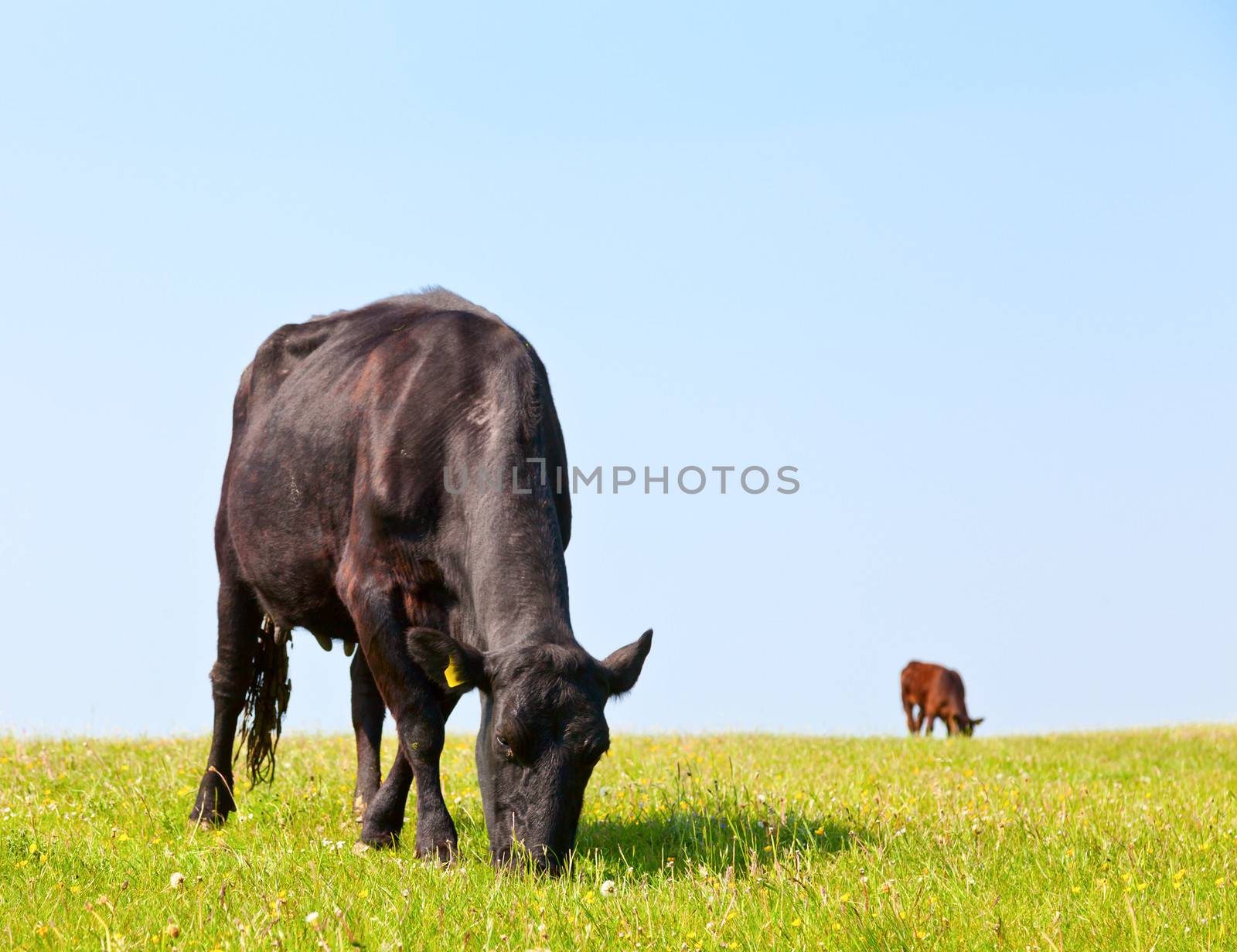 Black cow at pasture in England