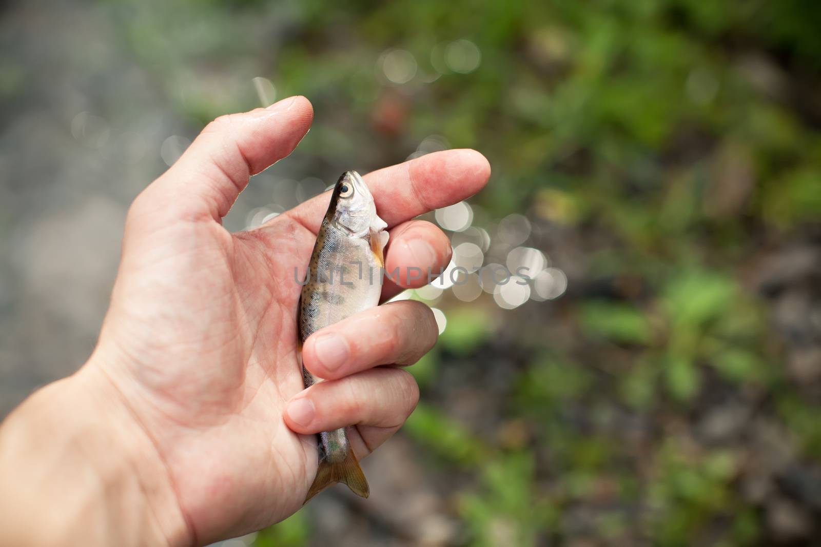 Freshwater Fish in a hand by deamles