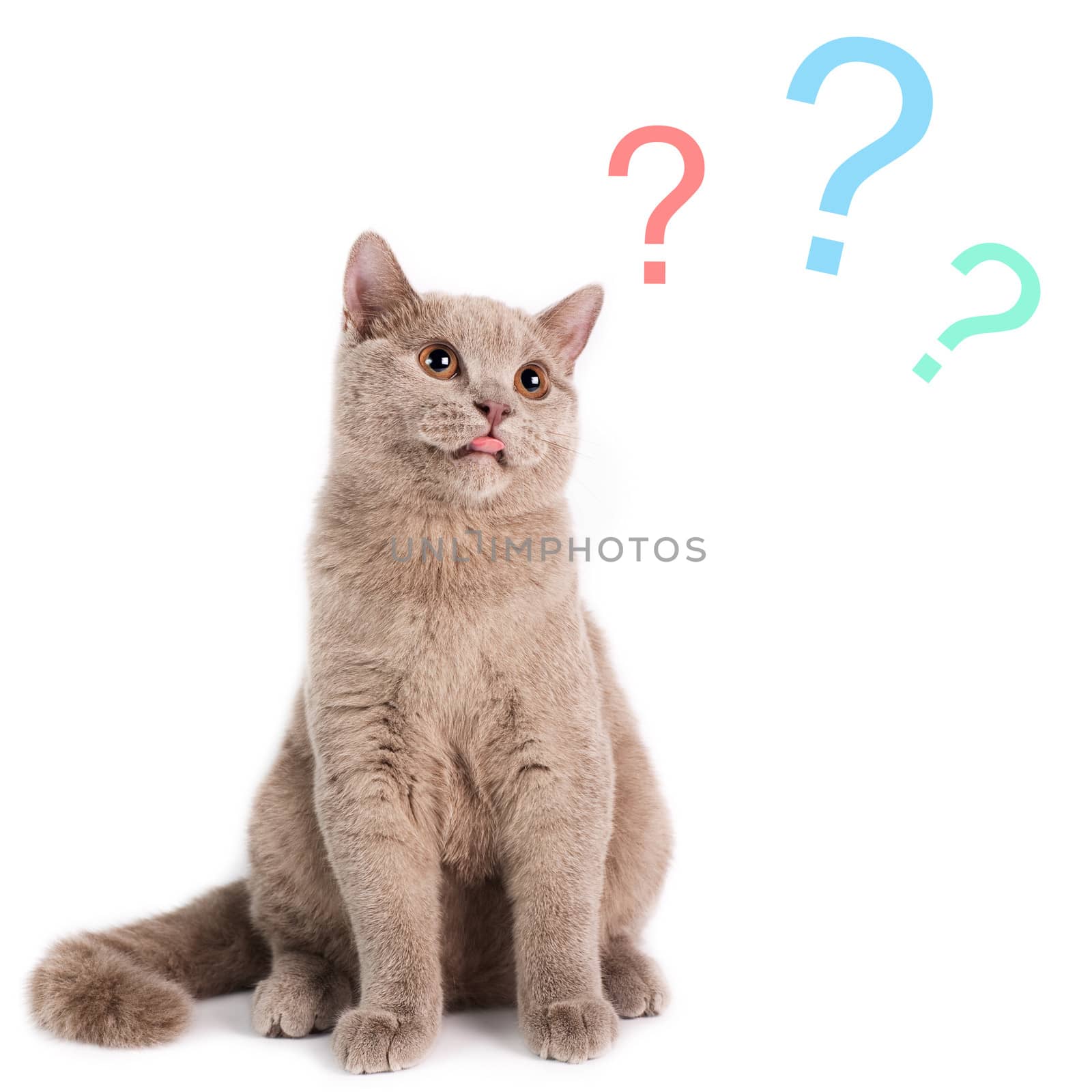 Portrait of misunderstanding  British Shorthaired Cat on a white background. Studio shot.