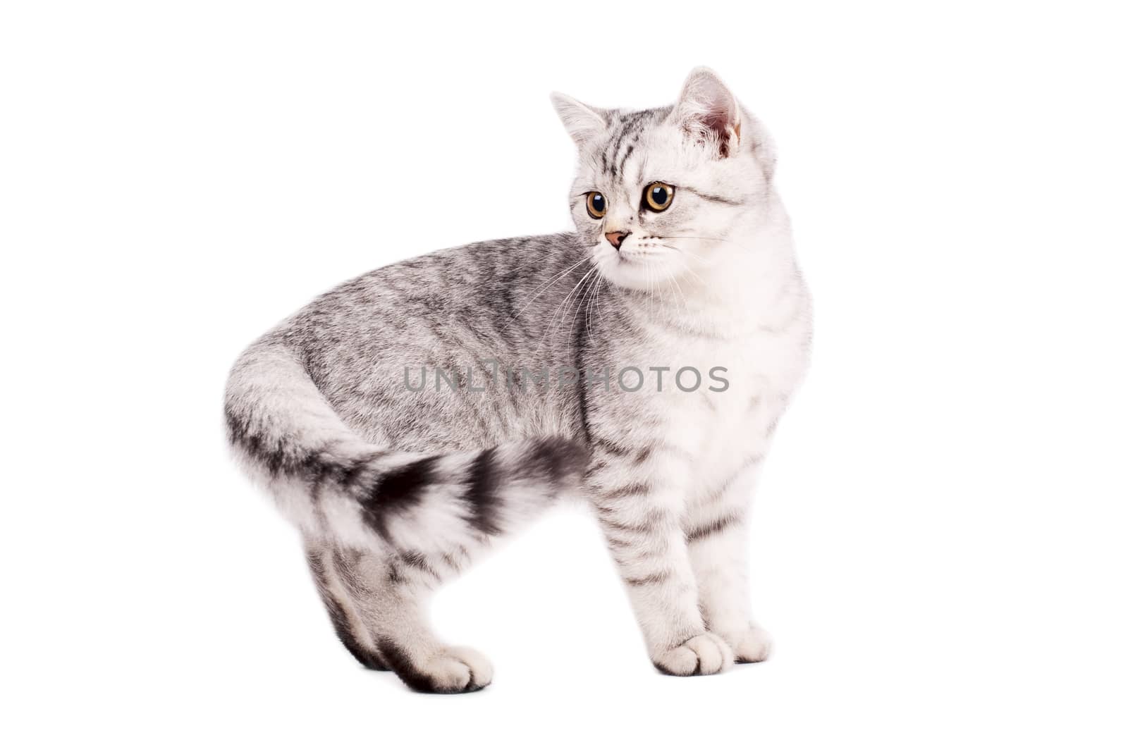 British Shorthaired Cat by deamles