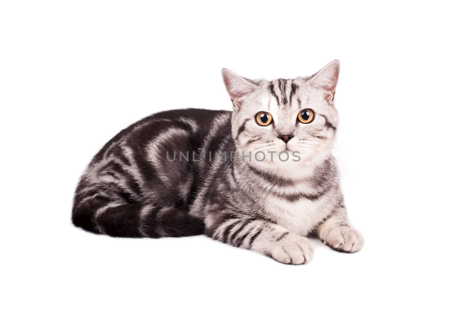 Portrait of a British Shorthaired Cat on a white background. Studio shot.