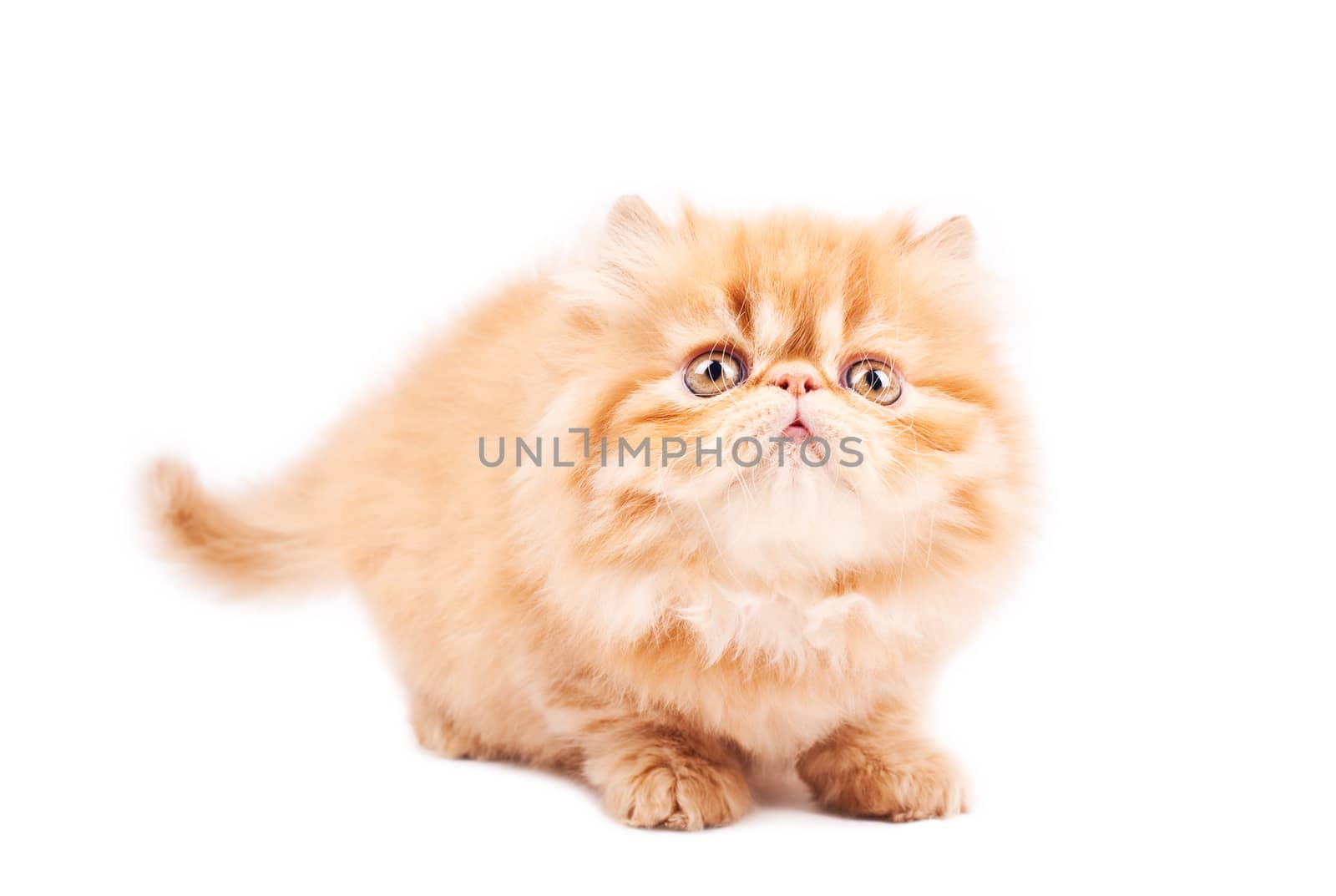 Portrait of  playing persian cat on a brown background. Studio shot.