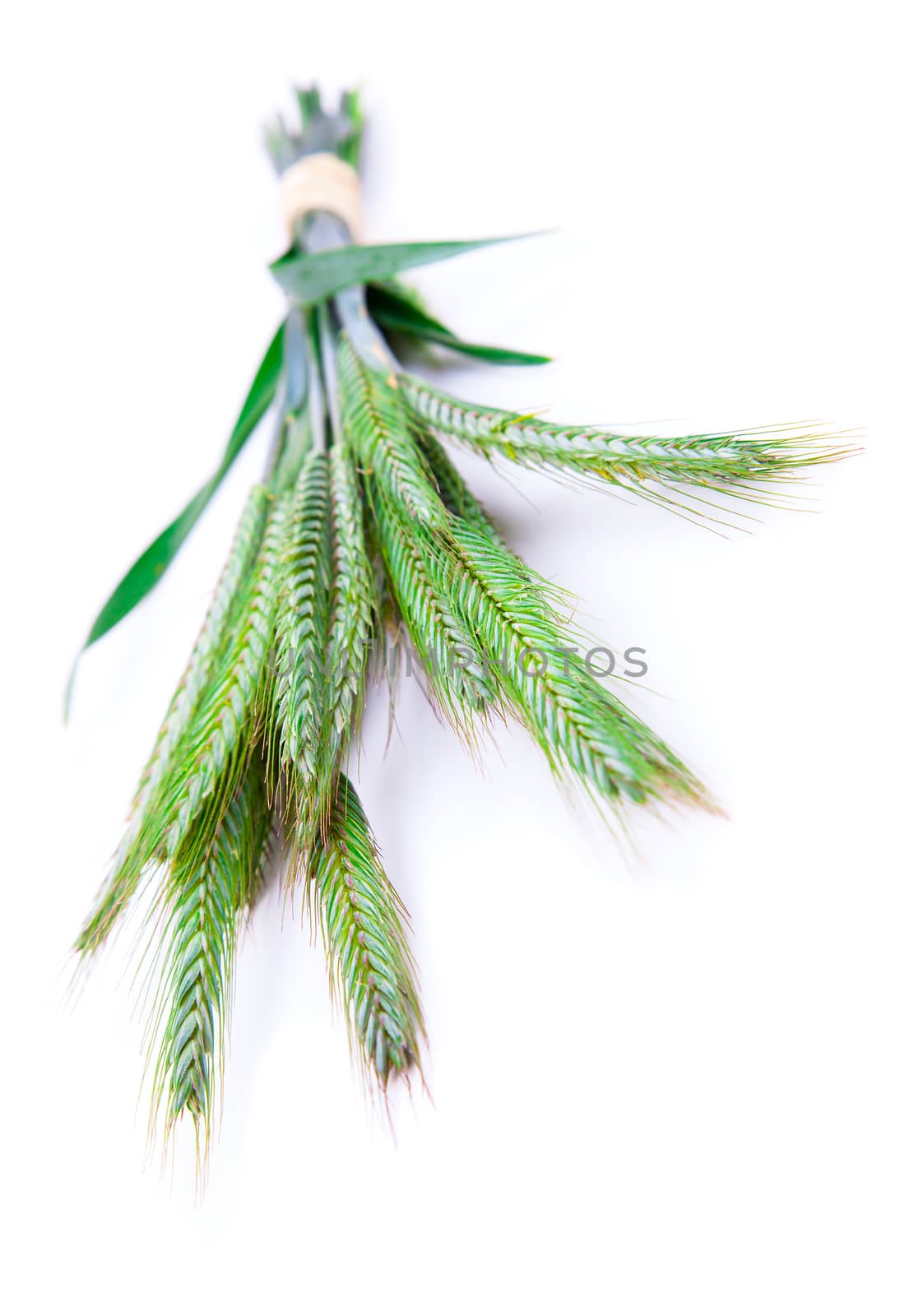 Green rye spikes (Secale cereale), on white background. by motorolka
