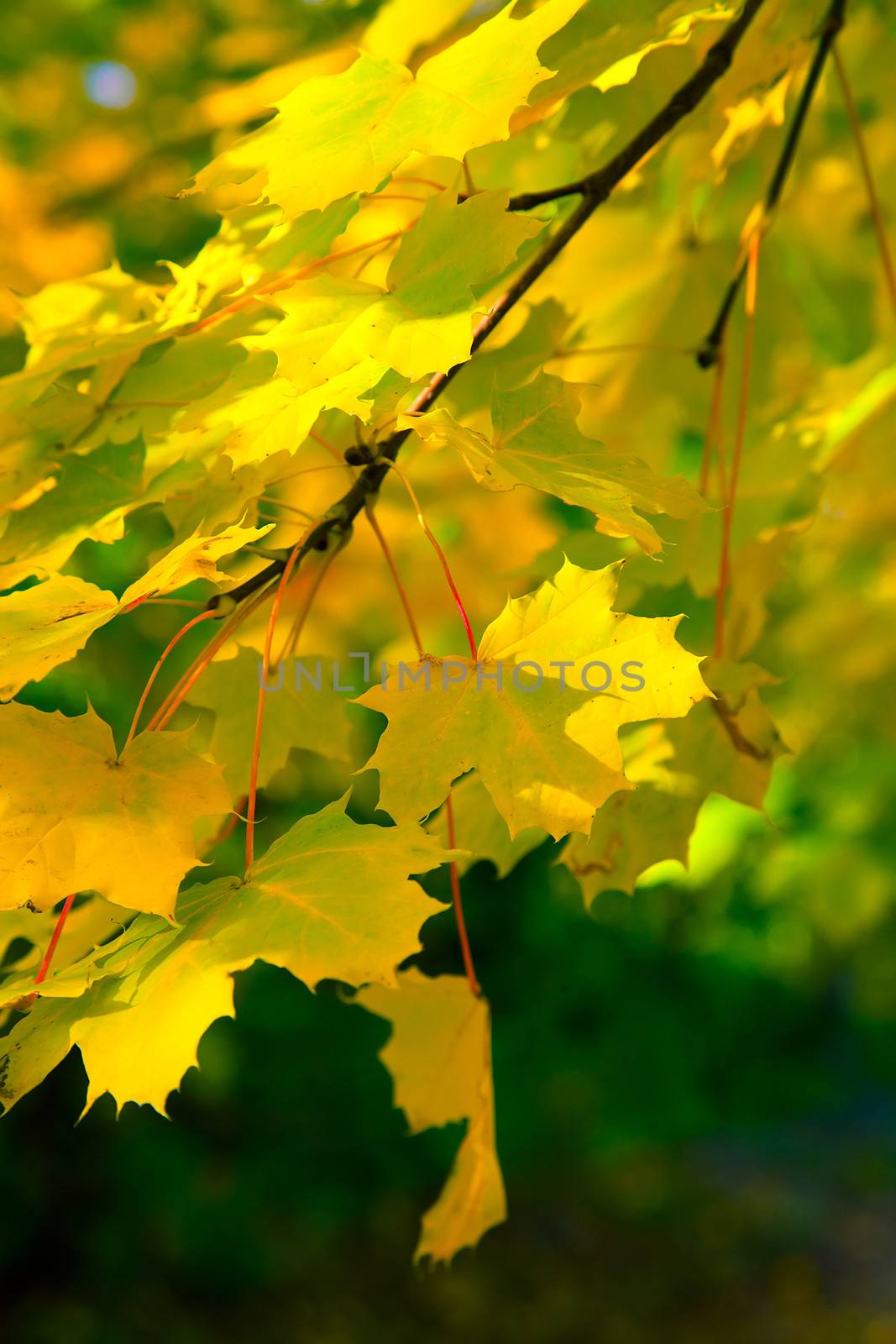 autumn leaves by motorolka