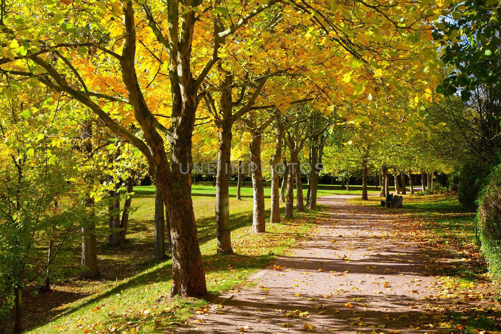 Pedestrian walkway for exercise lined up with beautiful tall trees, in autumn team