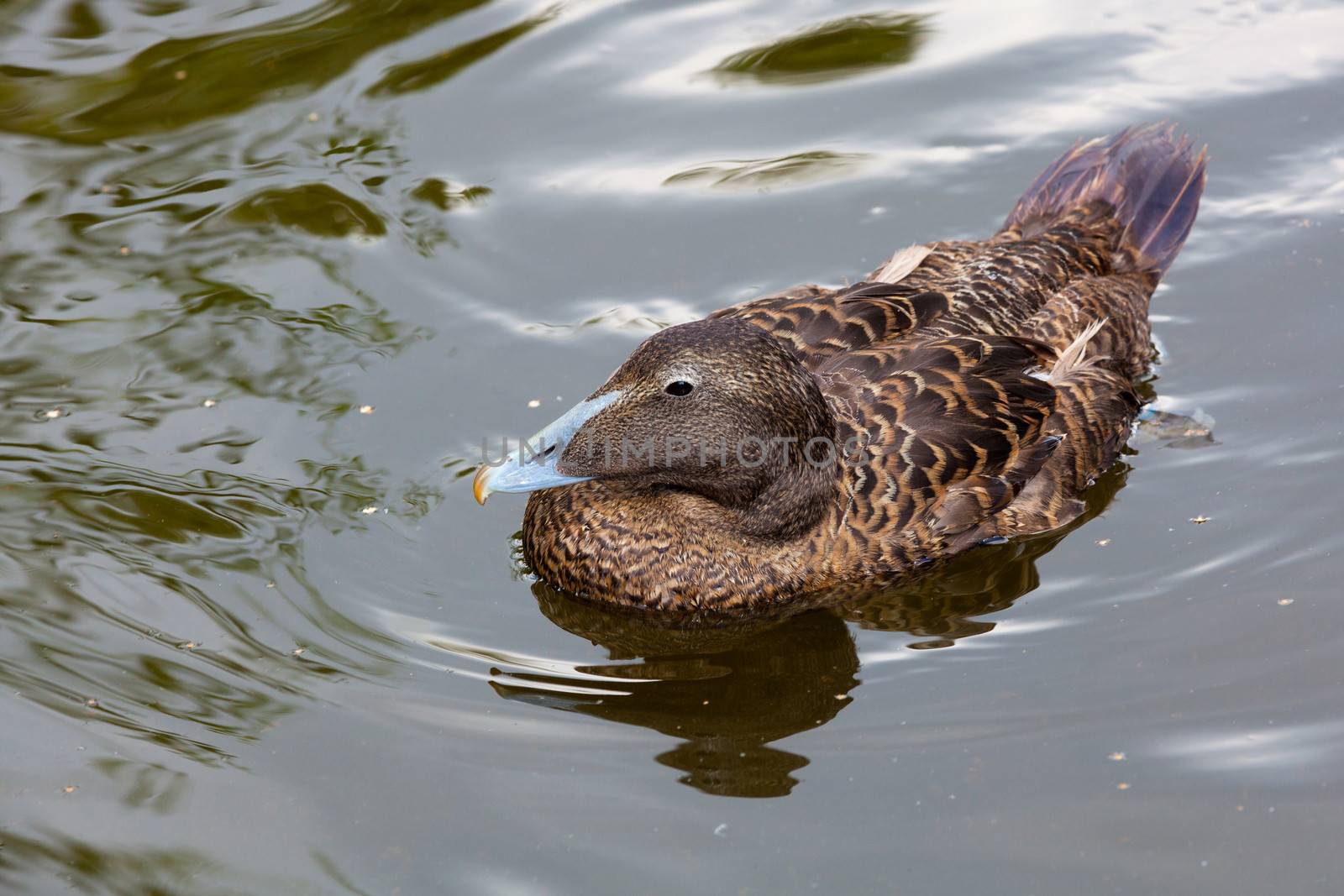 duck on the lake