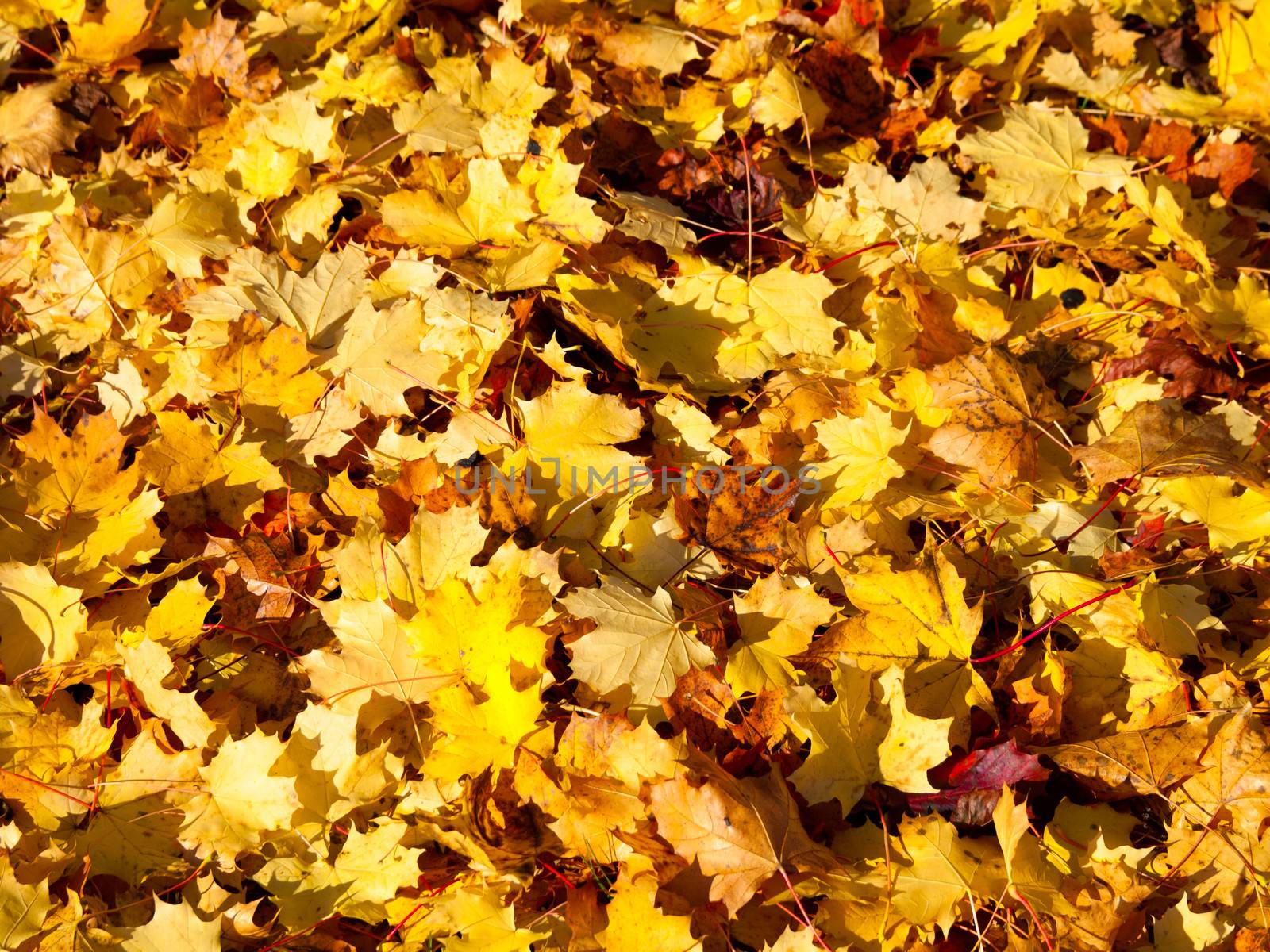 Watercolor Fall Leaves by motorolka