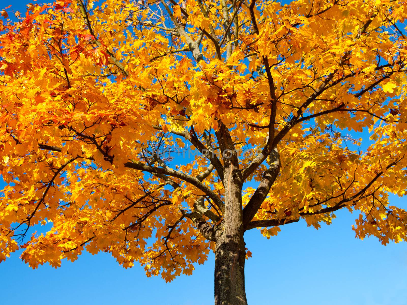 autumn tree on blue sky