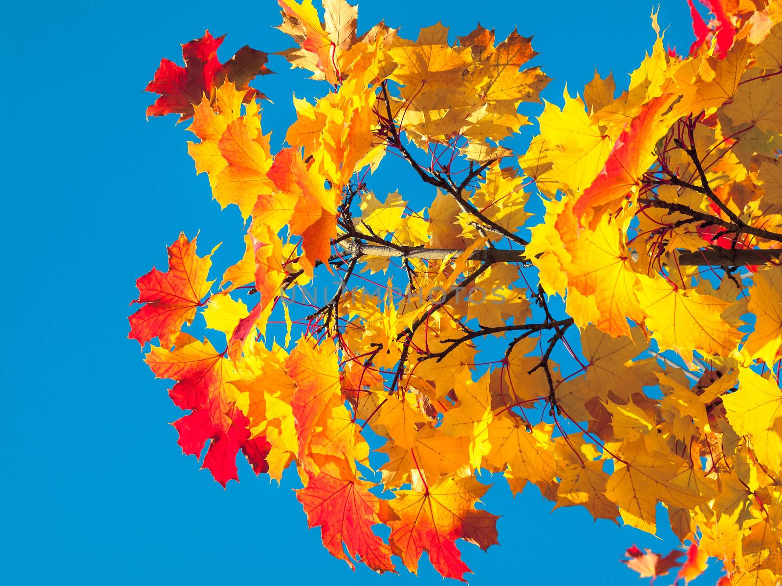 autumn tree on blue sky