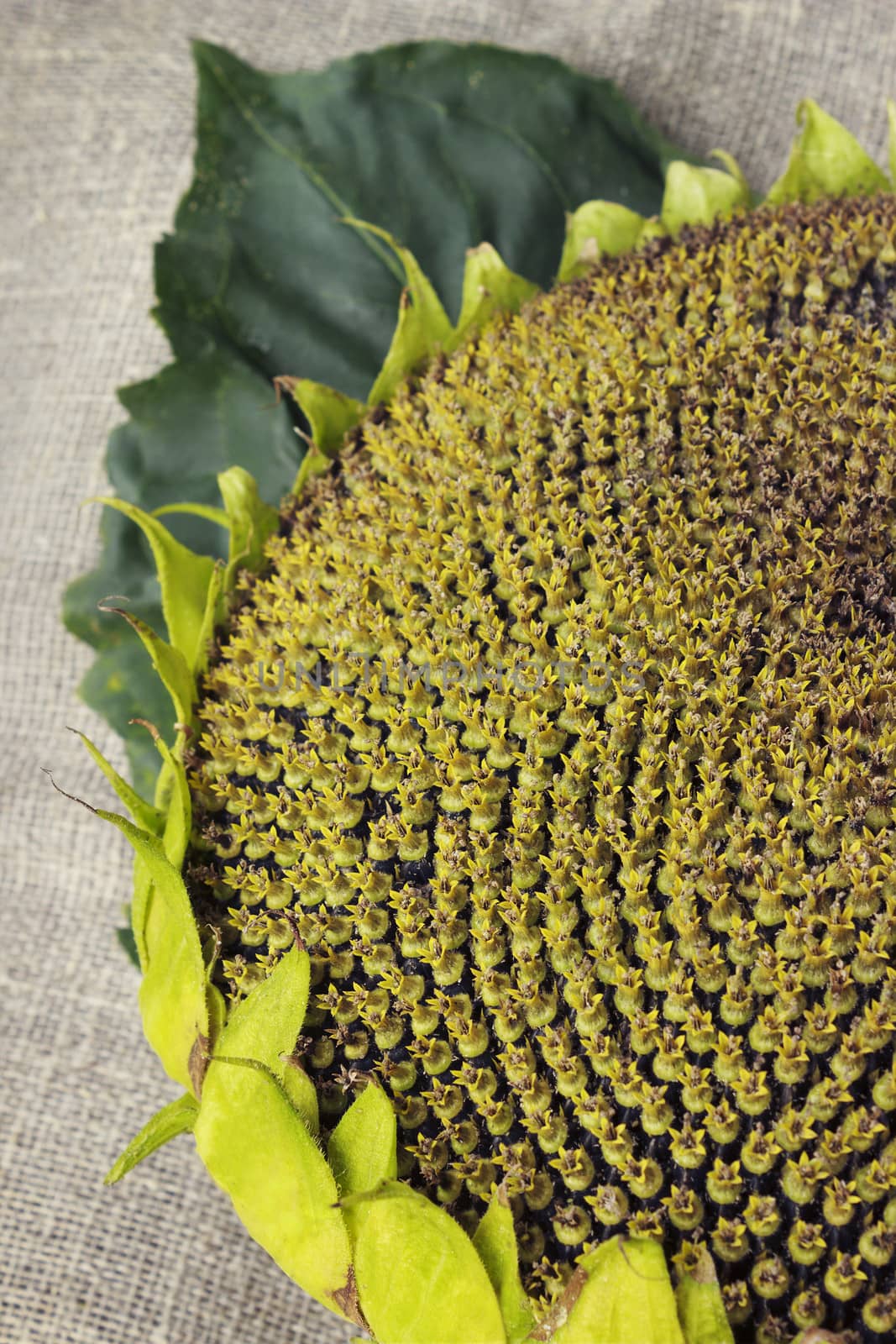 Head of the ripe sunflower is on the table