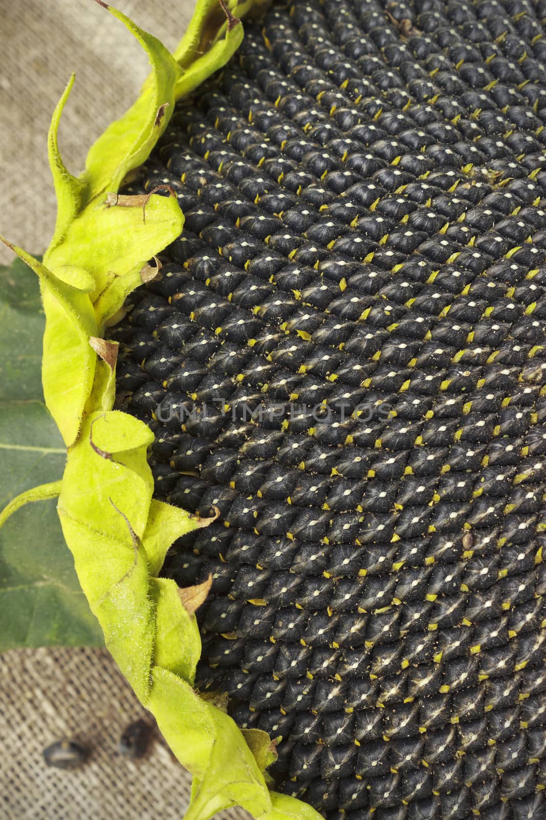 Head with sunflower seeds is on the table