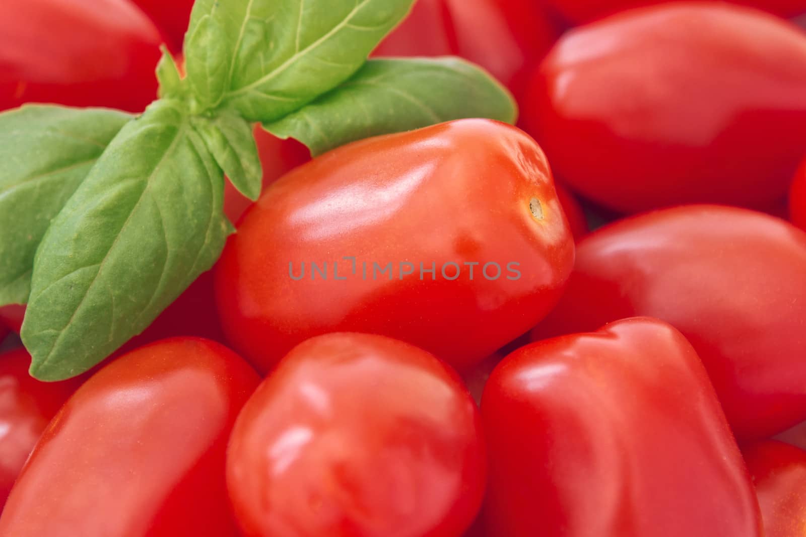 A close up shot of whole baby plum tomatoes, with a sprig of basil in the top left hand corner