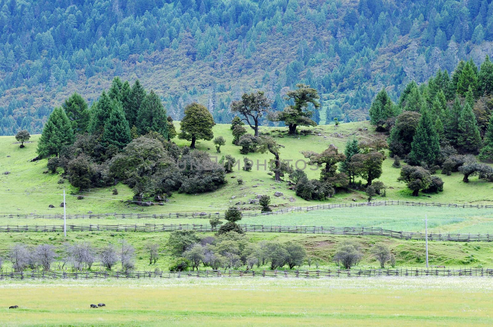 Landscape of mountains and grassland in Tibet in the summer