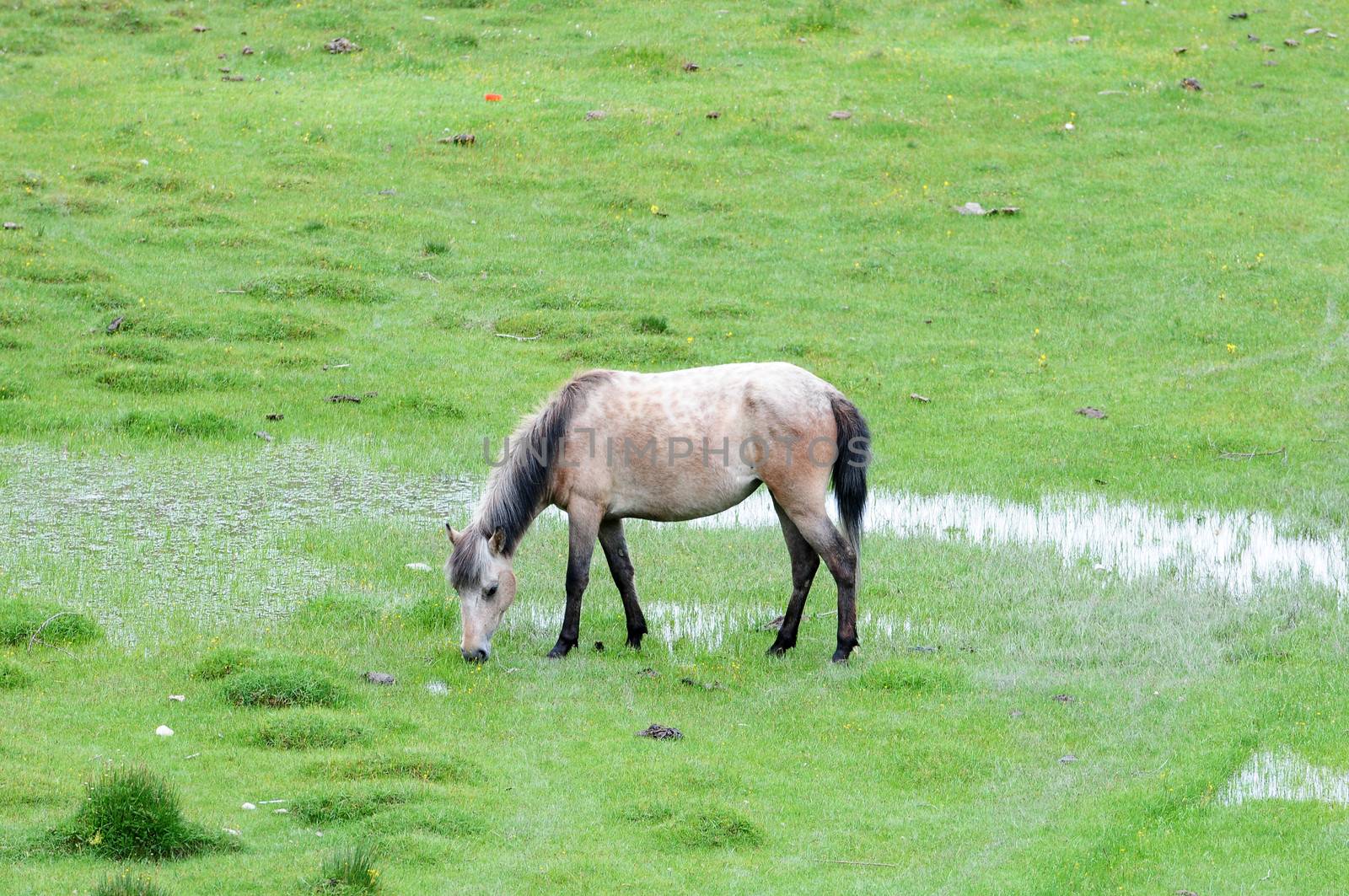 Brown horse eating grass in the highland of Tibet