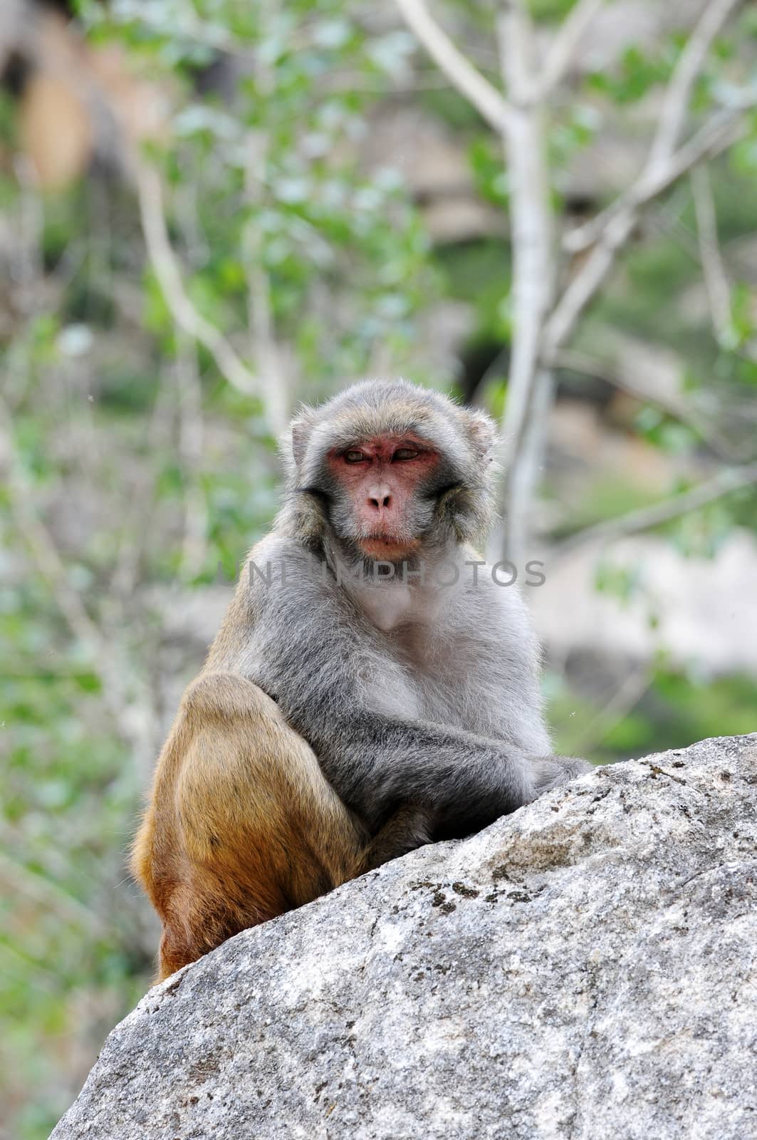 Tibetan monkey single on the rock by the roadside