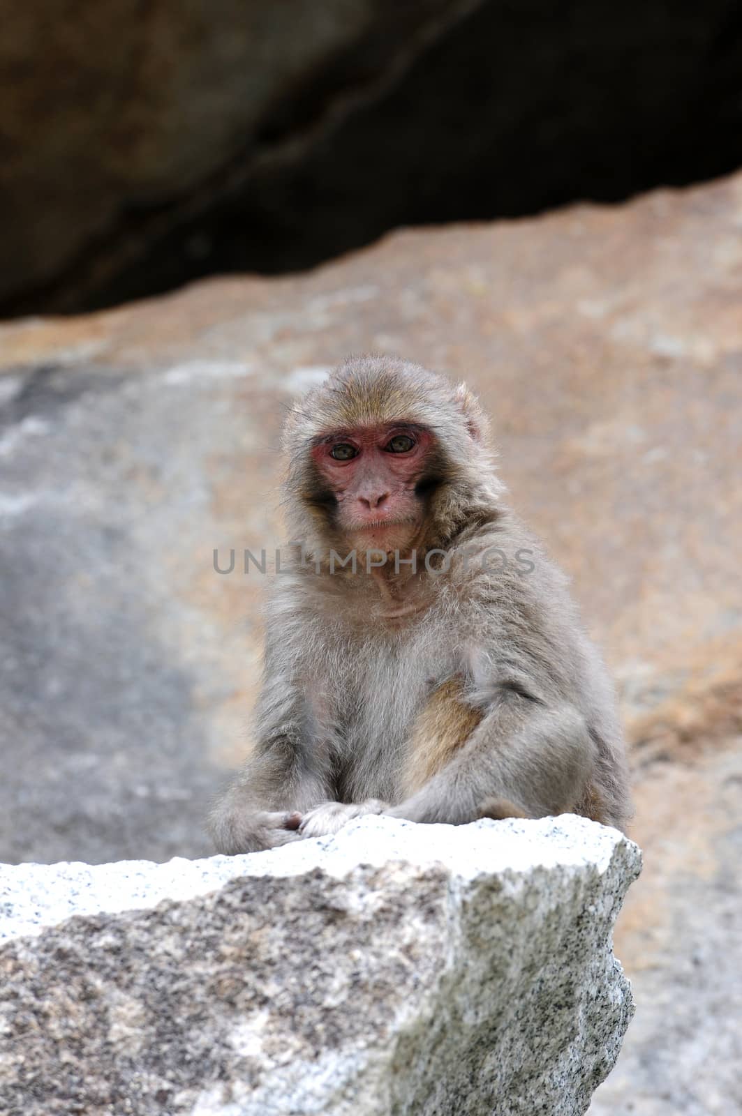 Tibetan monkey single on the rock by the roadside