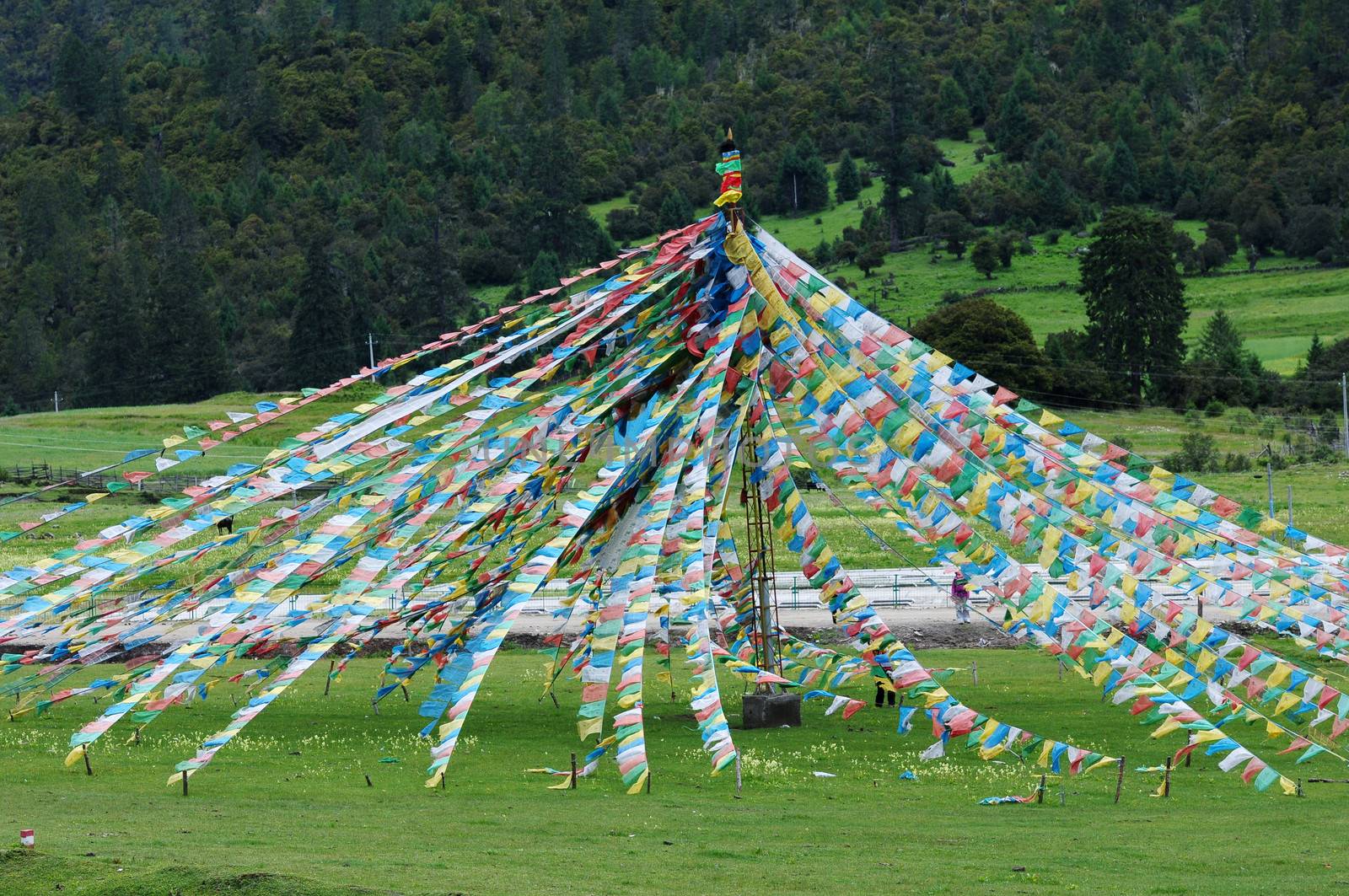 Colorful buddhist prayer flags on the grassland in Tibet