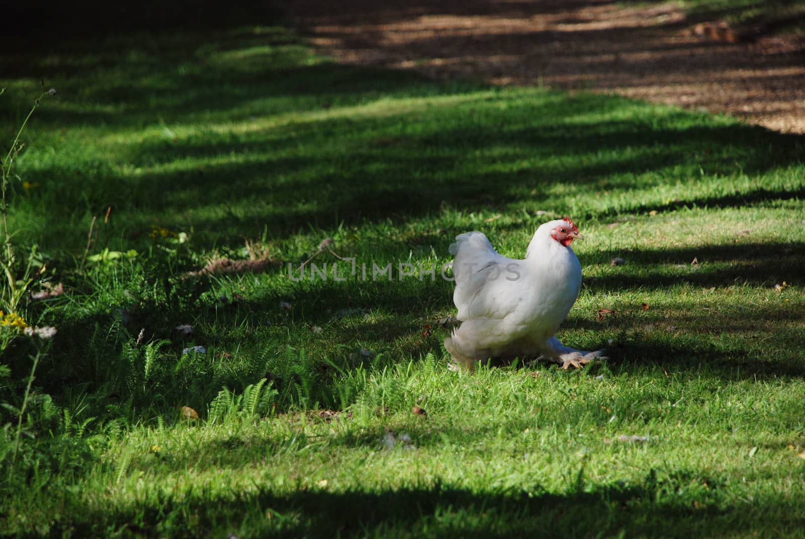 Chicken with white plumage strolls across green grass