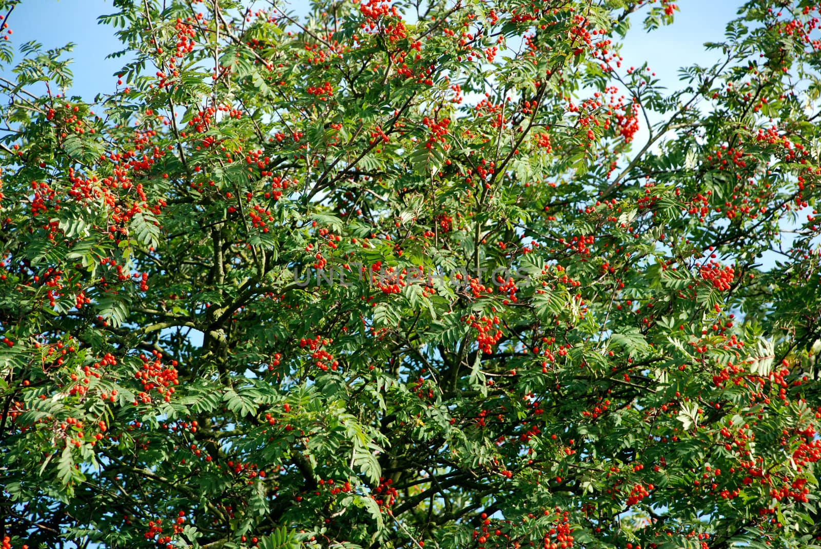 Rowan tree heavy with red berries in the summer sun