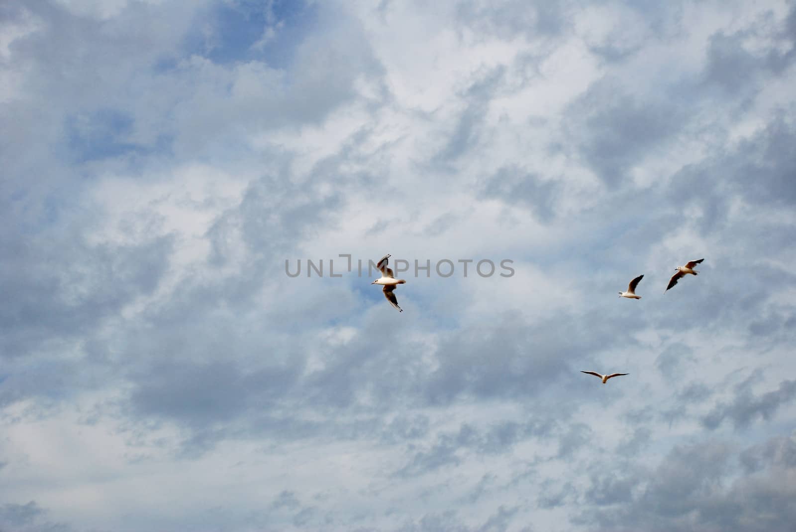 Gulls flying against an ominous cloudy sky