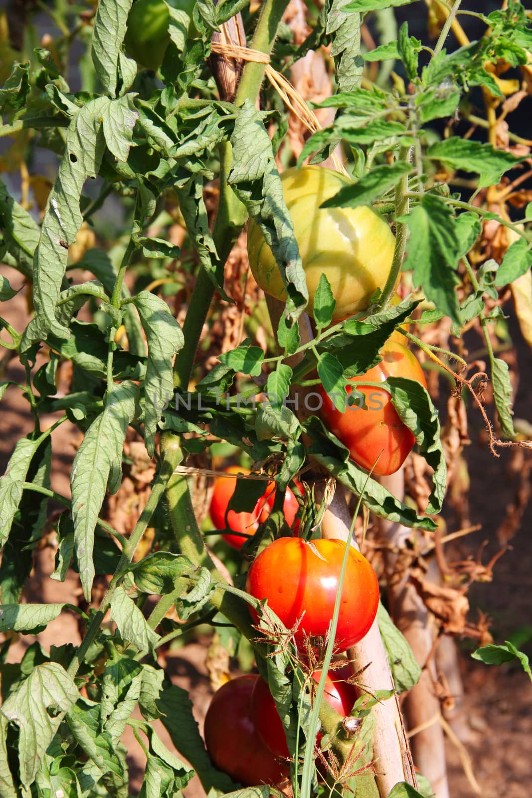 Ripe tomatoes on branch outdoors in summer day