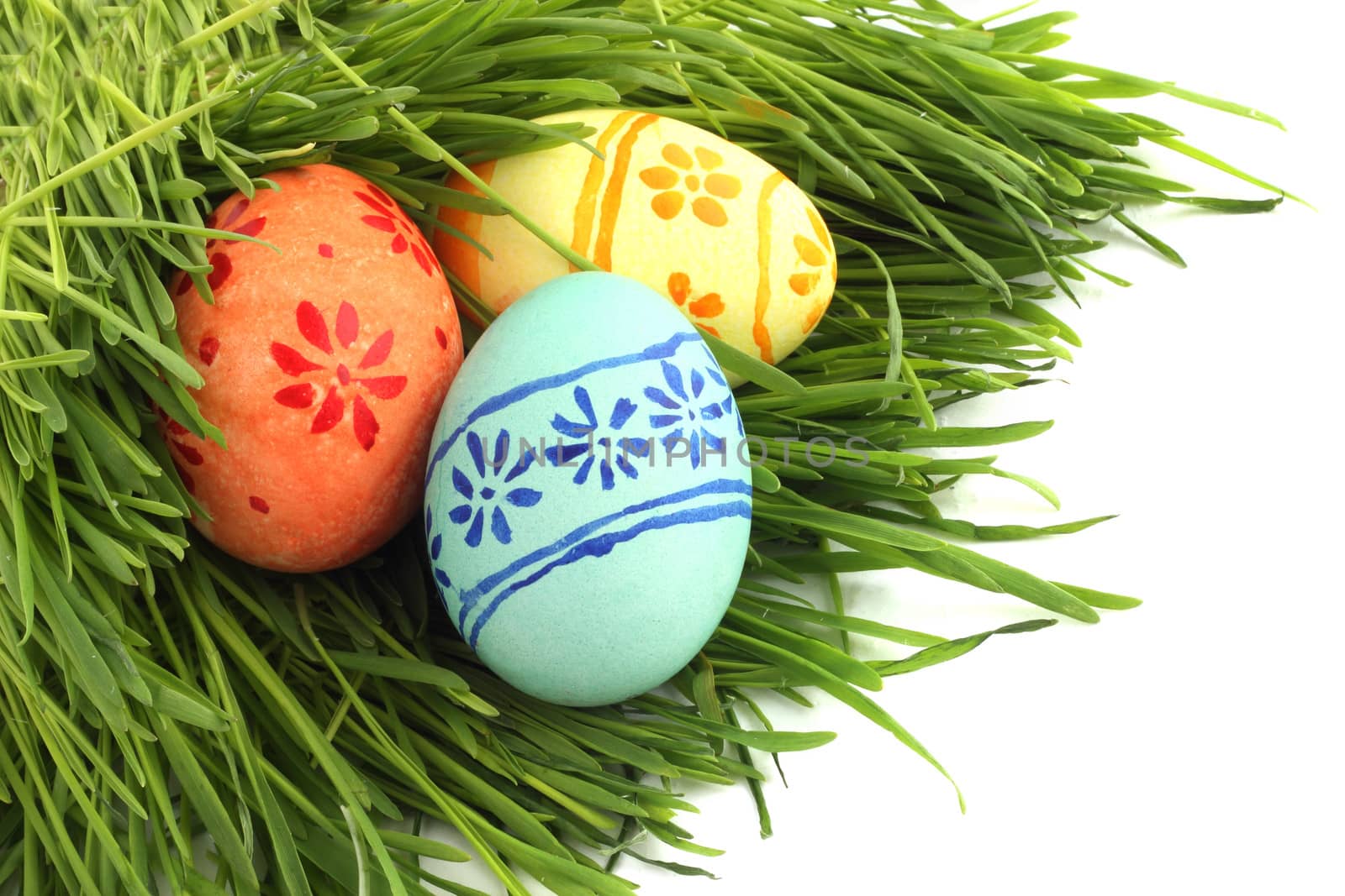 Easter eggs in green spring grass on white background