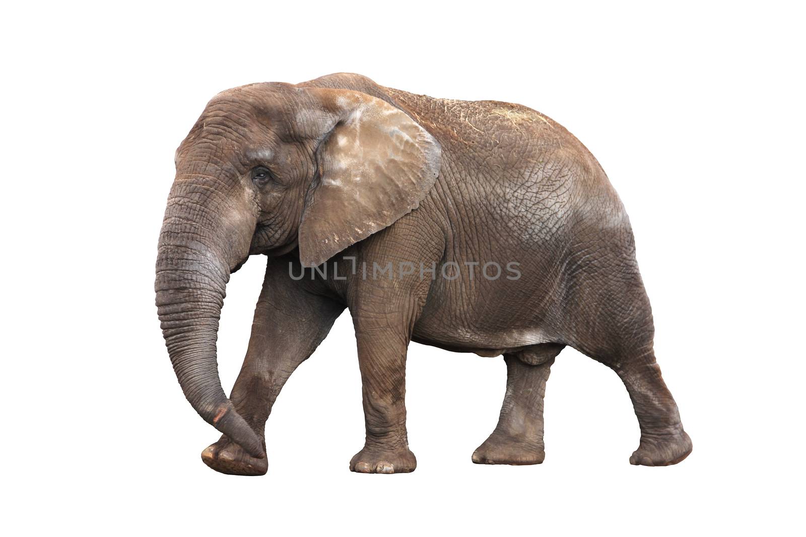 Adult walking elephant isolated on white background