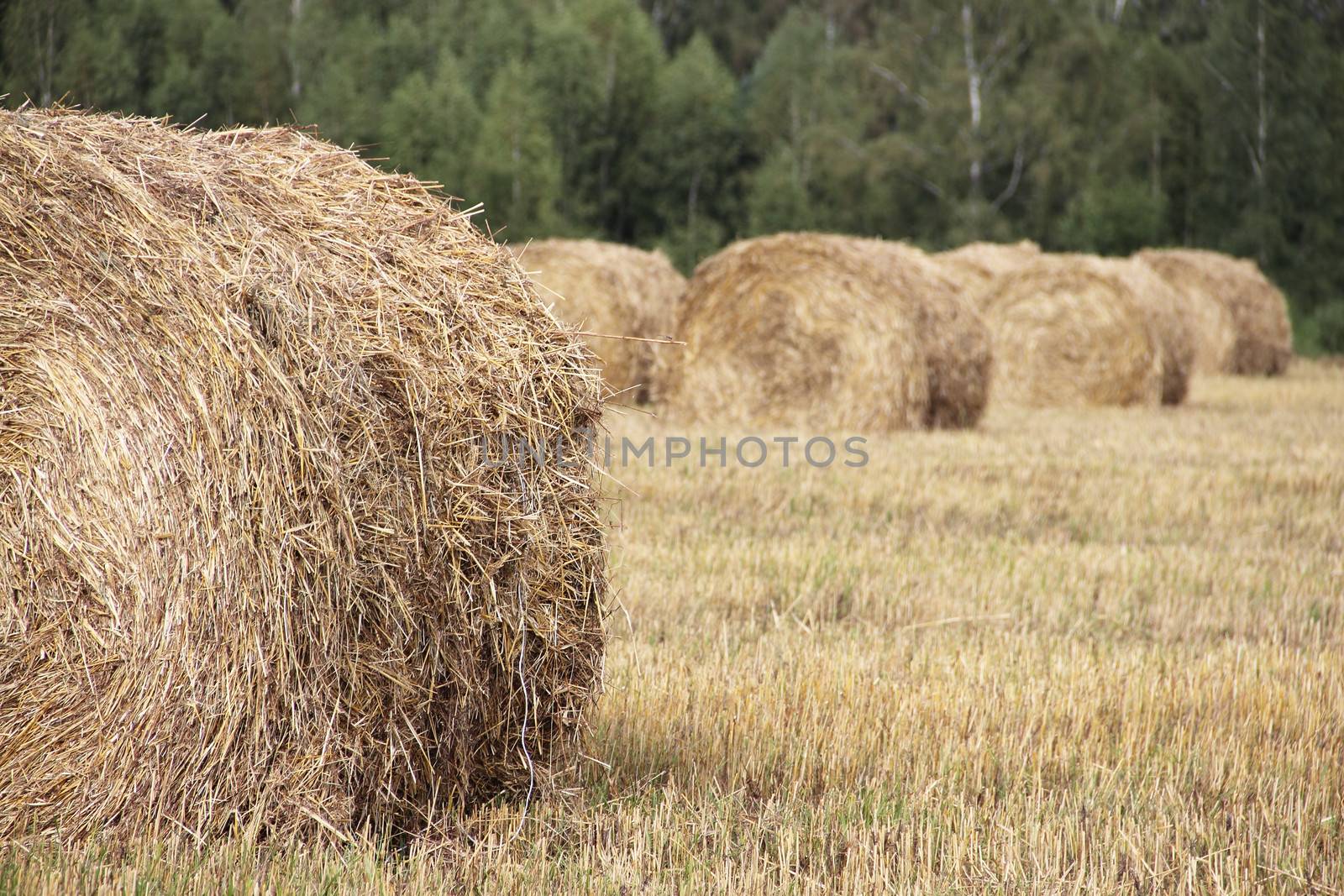 Haystacks in the field by destillat